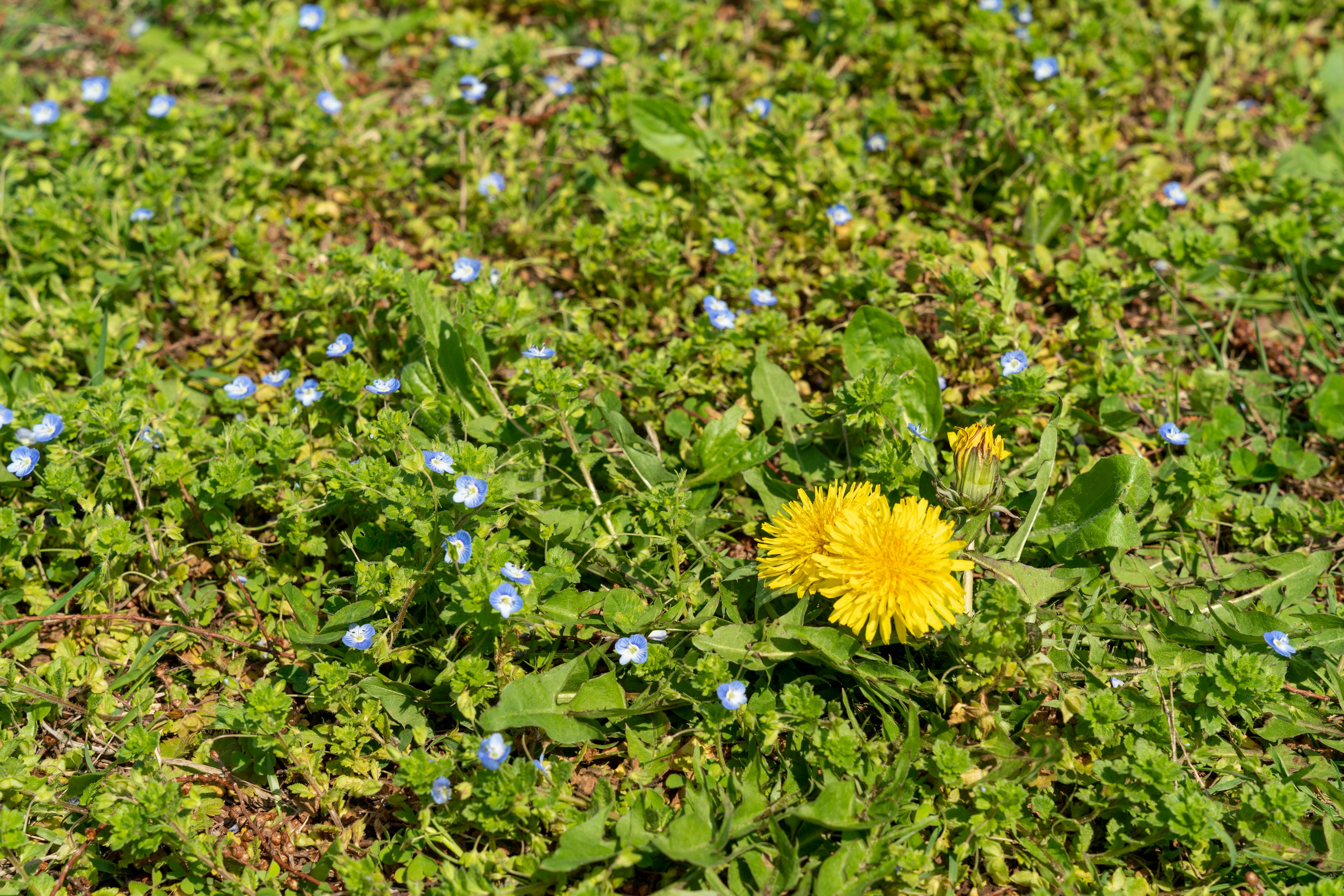 Yellow dandelion surrounded by green grass and small blue flowers