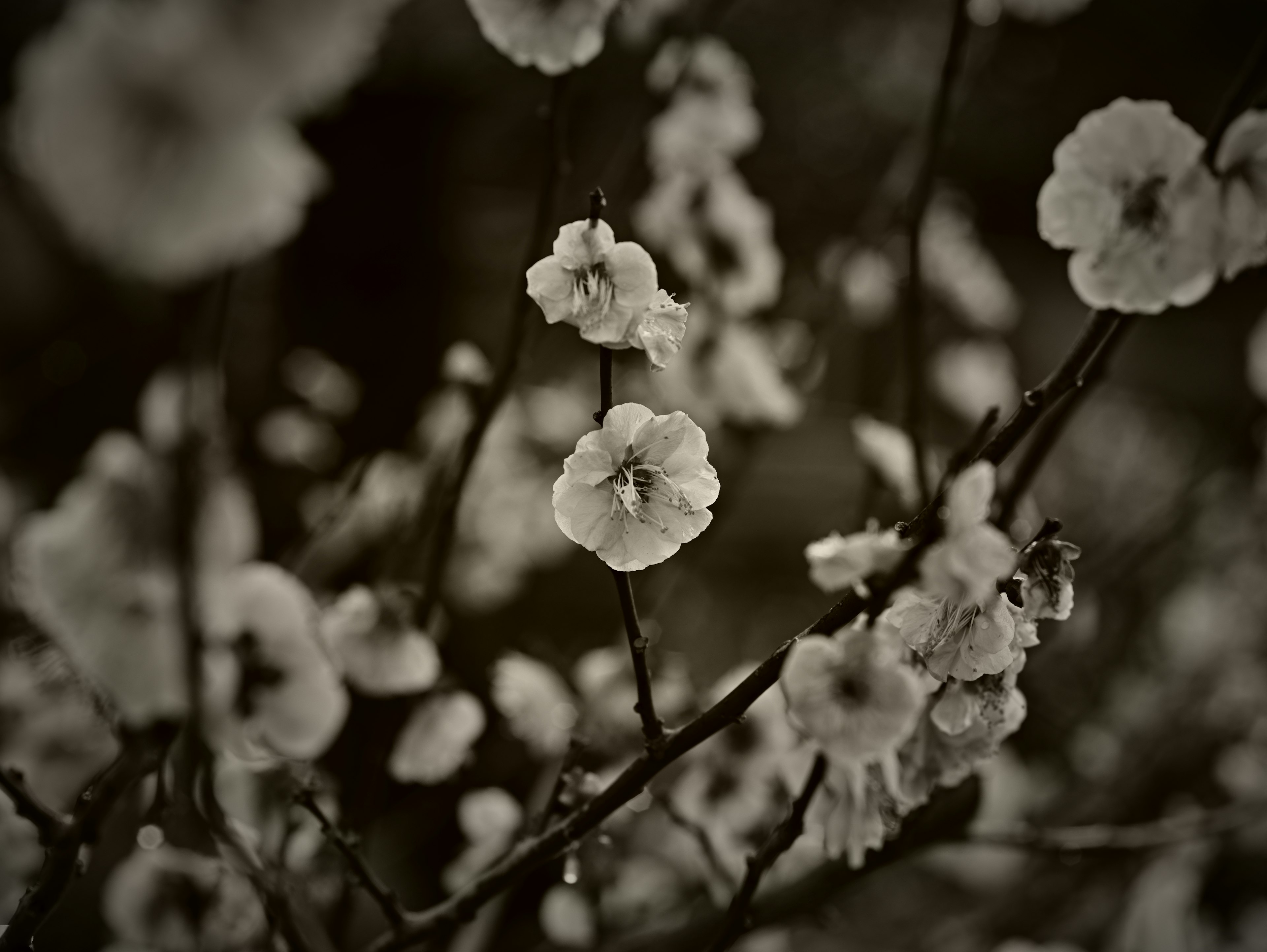 Close-up of delicate white flowers on thin branches