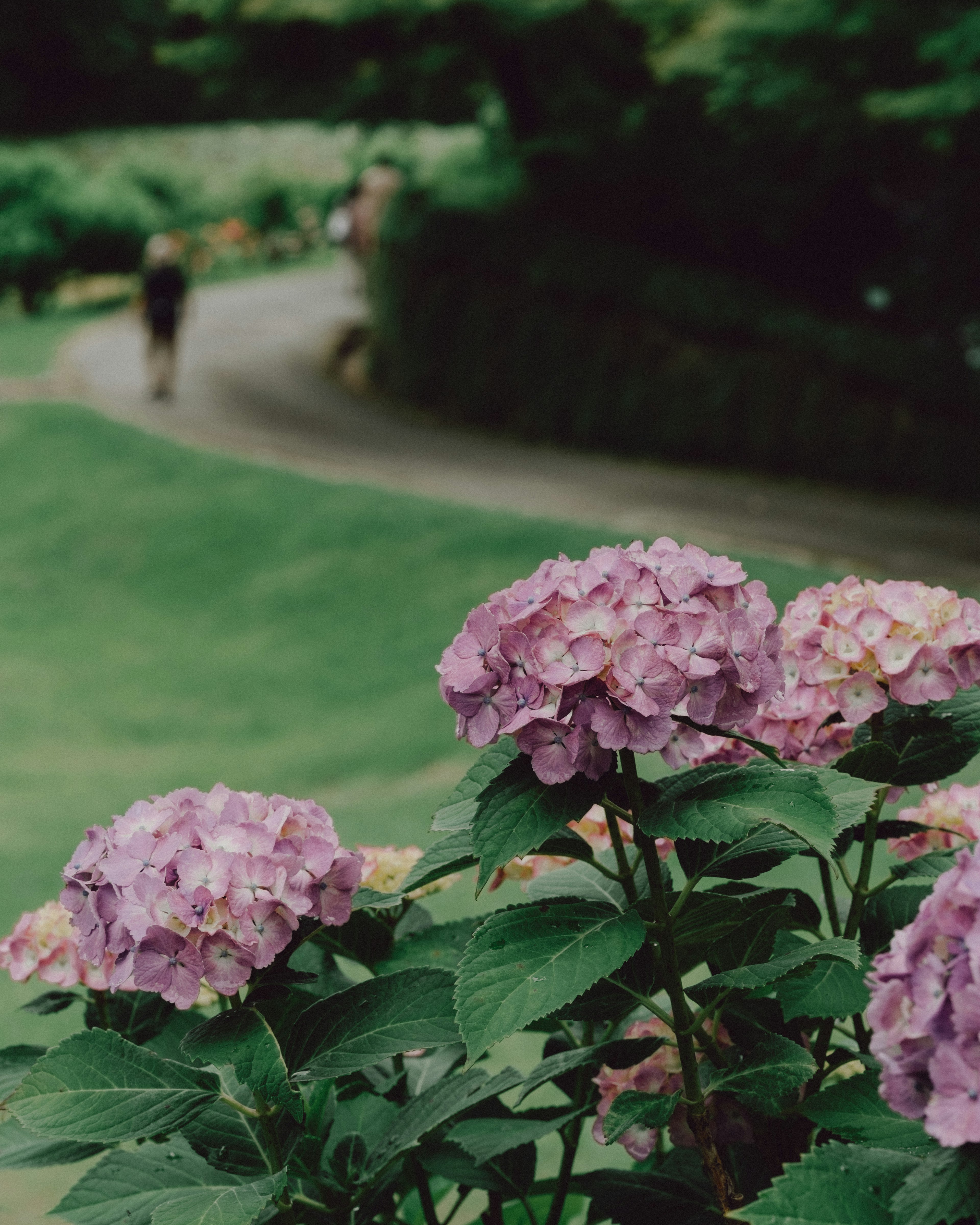 Hortensias violets fleurissant dans un paysage verdoyant