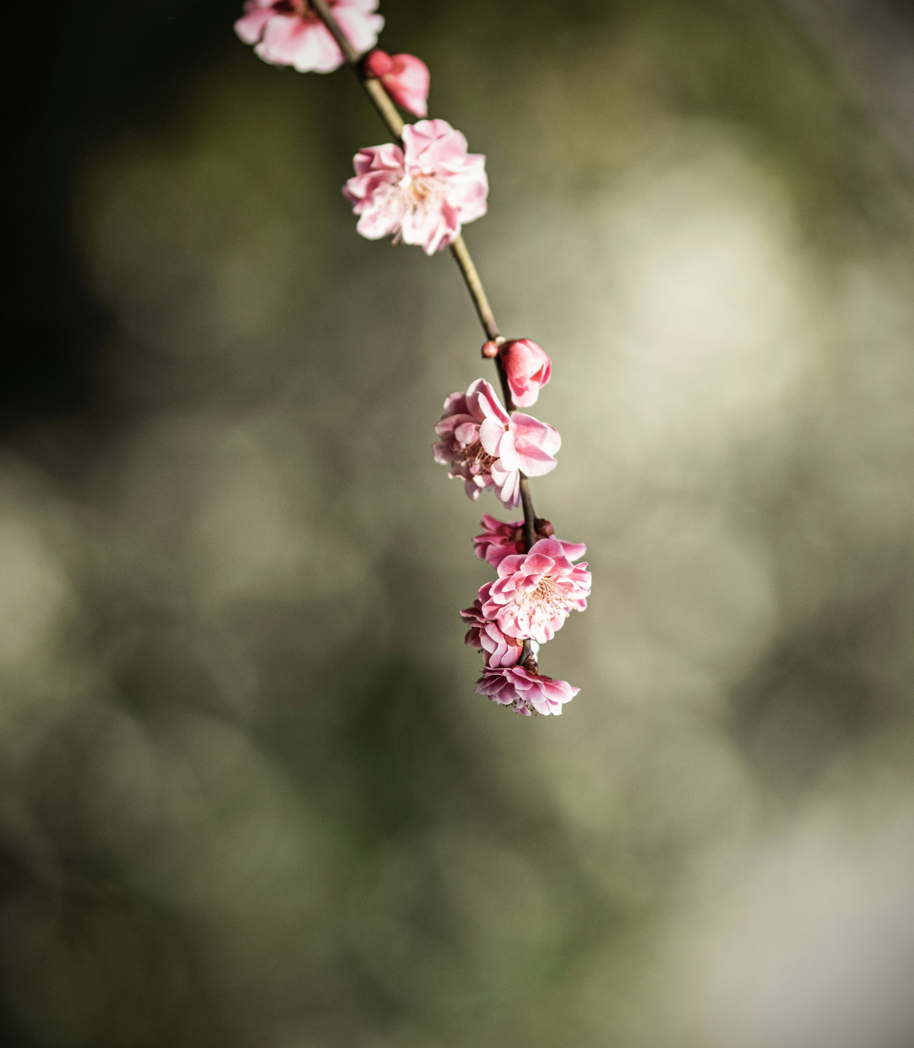 Une branche délicate avec des fleurs roses pâles sur un fond doux