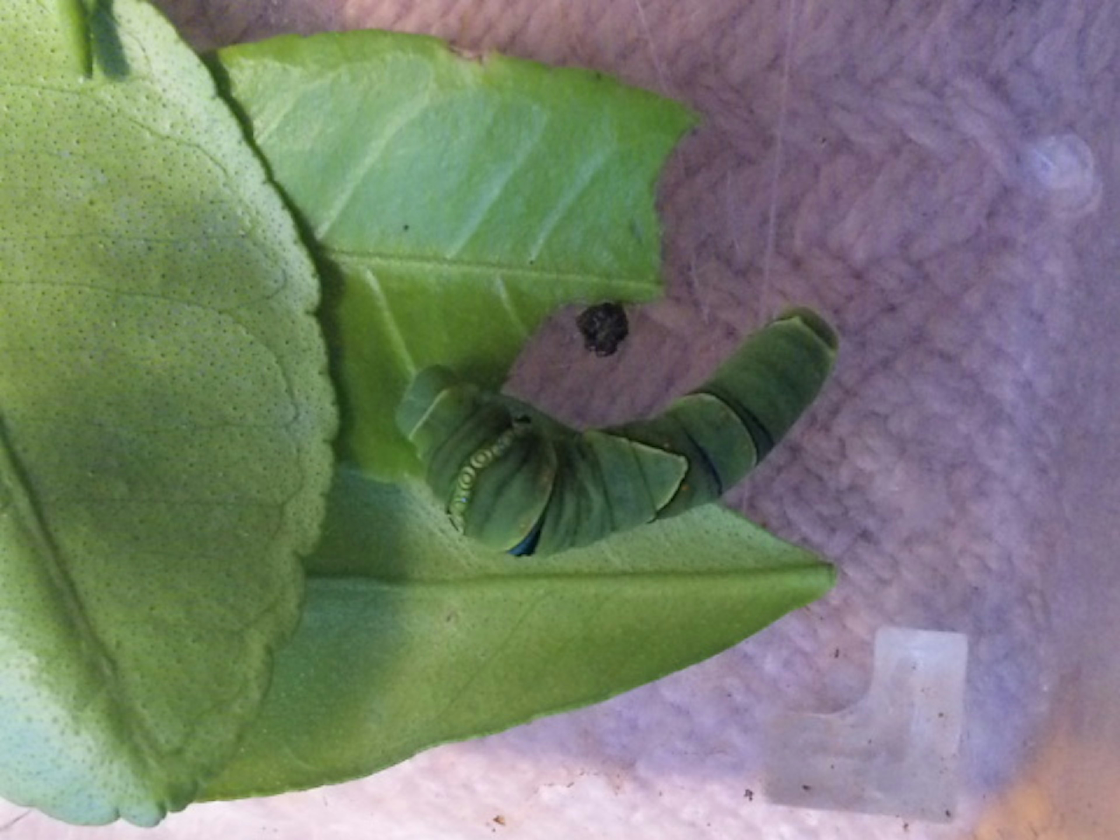 Close-up of a green caterpillar on green leaves