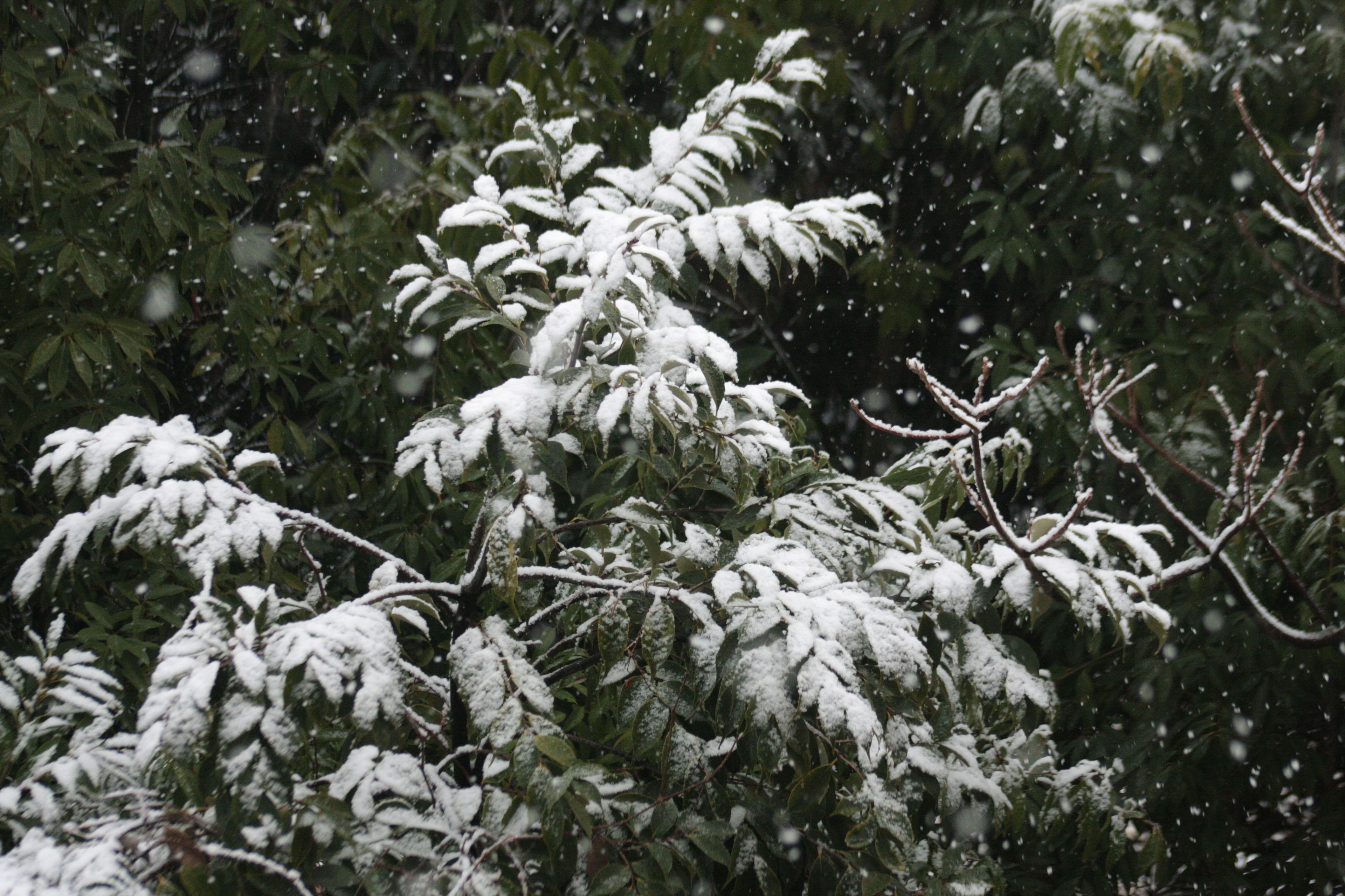 Snow-covered branches with green foliage in the background