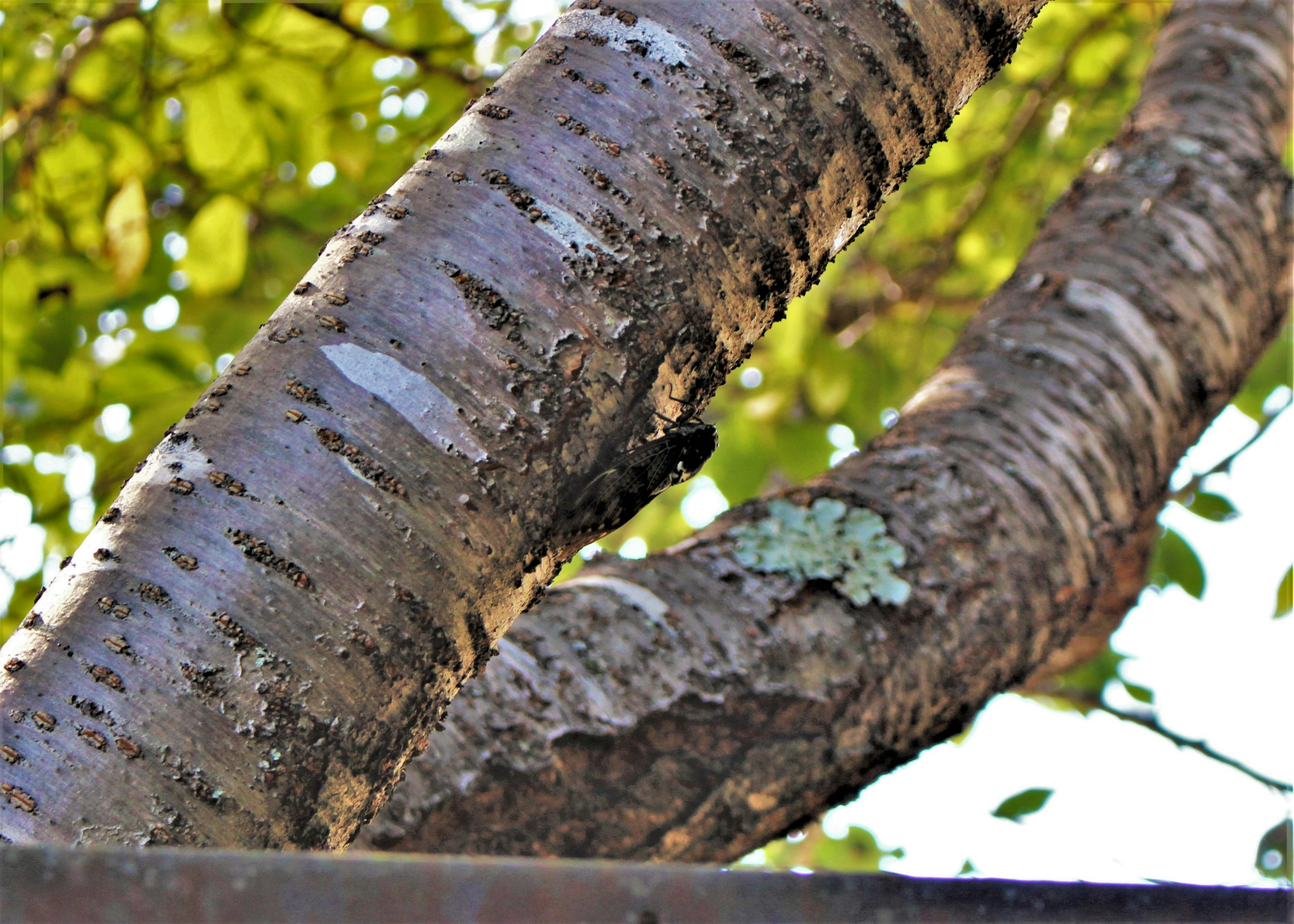 Intersection of two tree trunks surrounded by green leaves