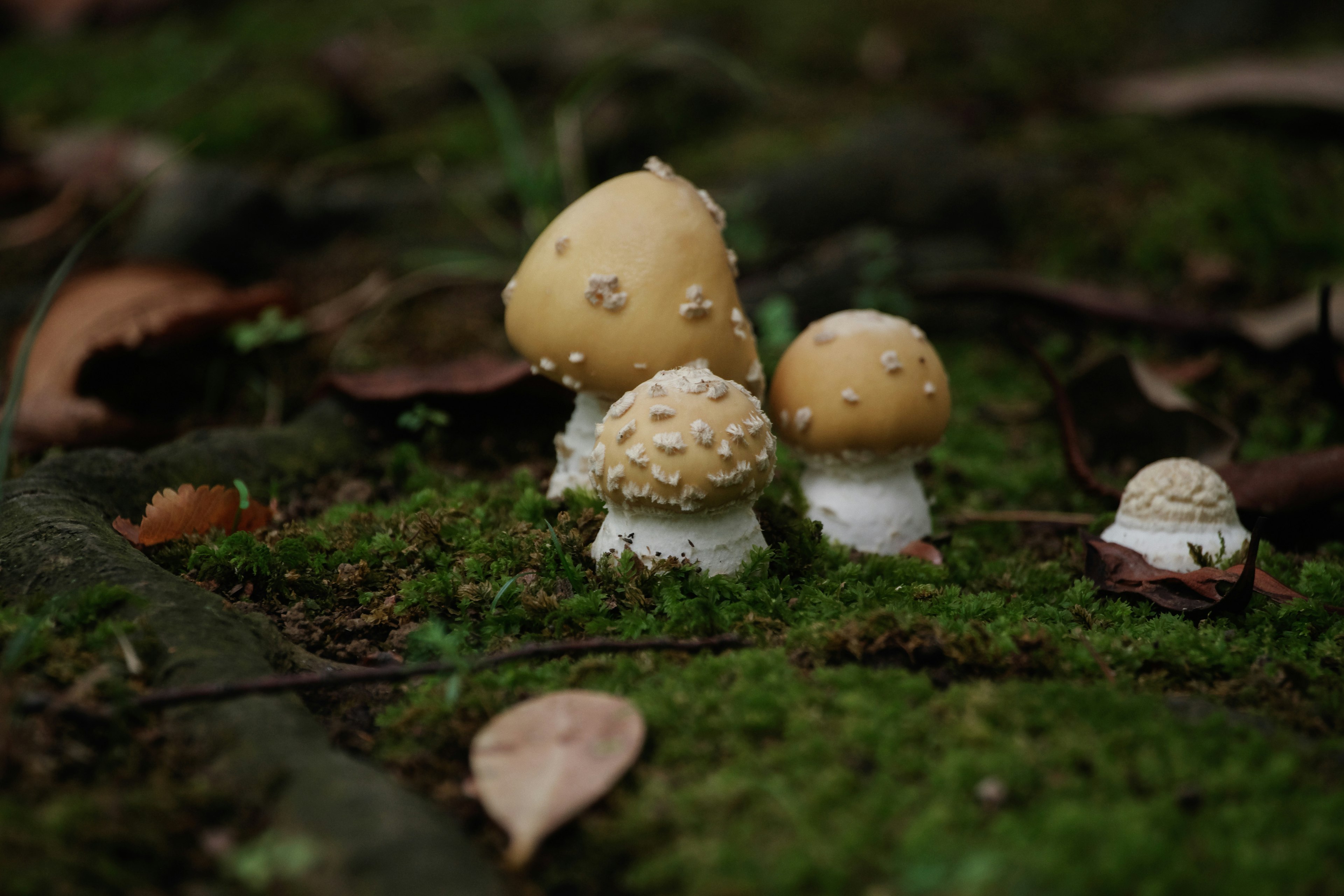 苔の上に生えている黄色いキノコの集まり