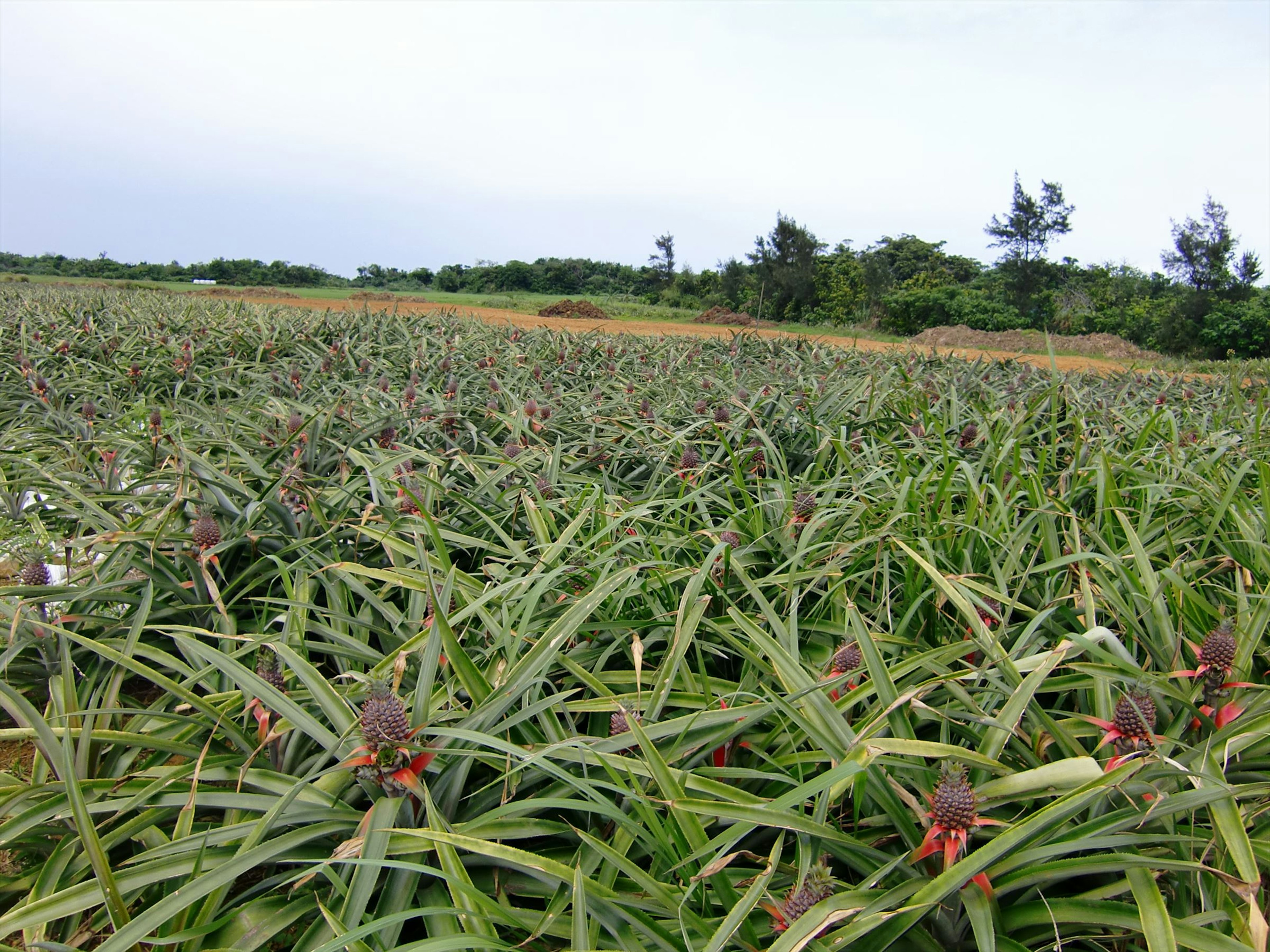 Ladang nanas subur dengan tanaman hijau di bawah langit biru