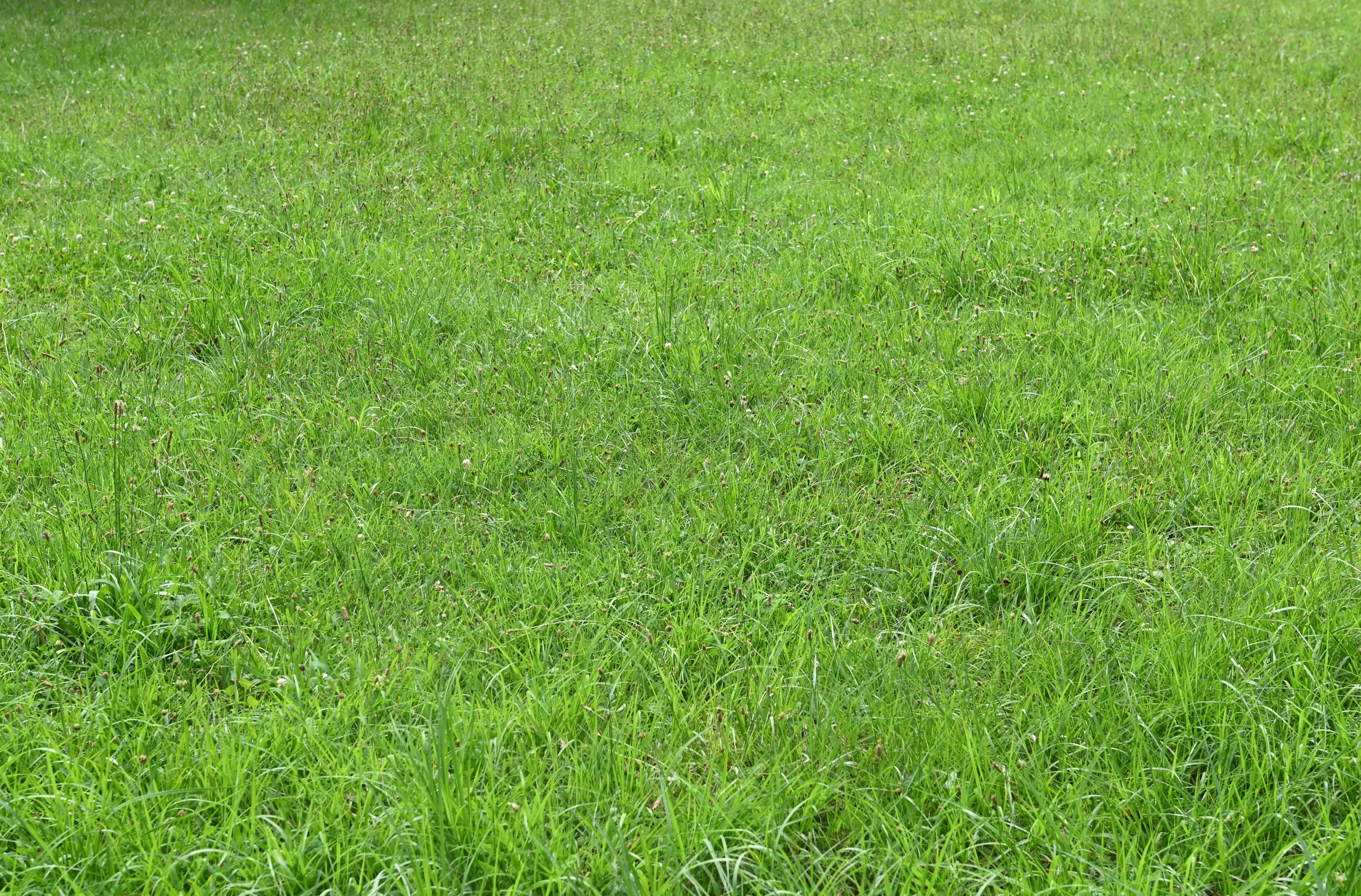 Erba verde vibrante che copre il terreno