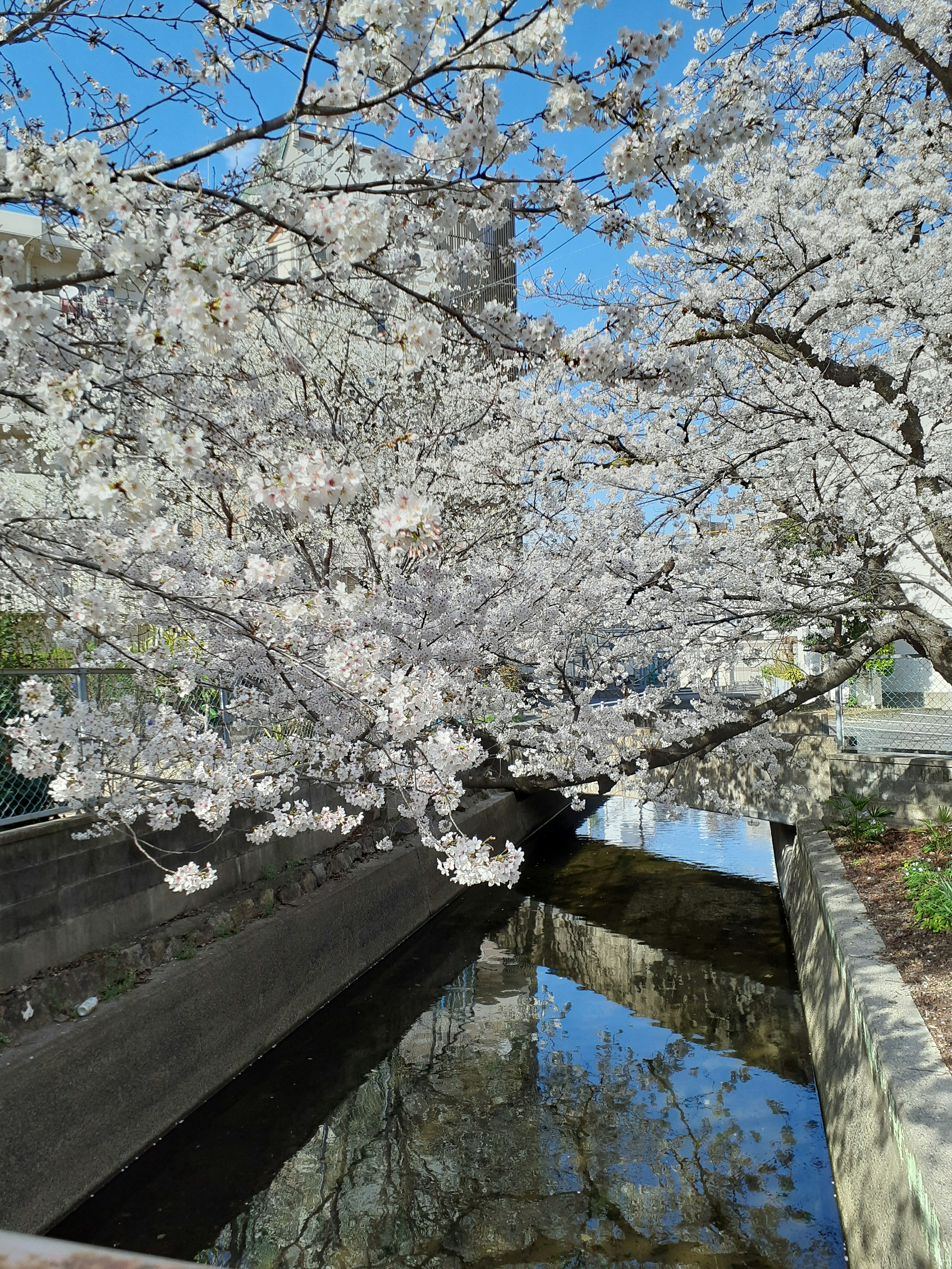 Belle scène de fleurs de cerisier blanches se reflétant sur l'eau