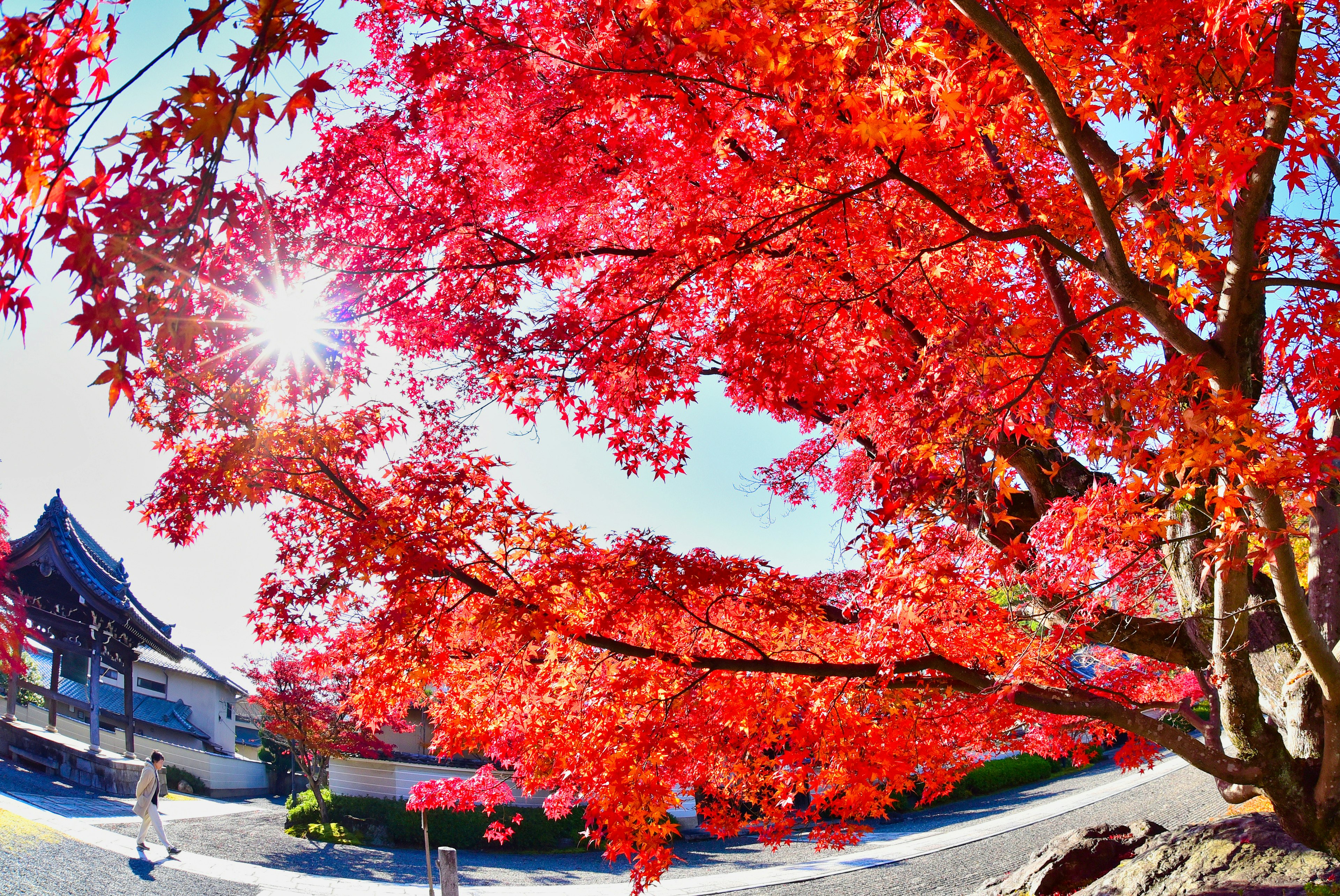 Vibrant red maple tree with sunlight shining behind a temple