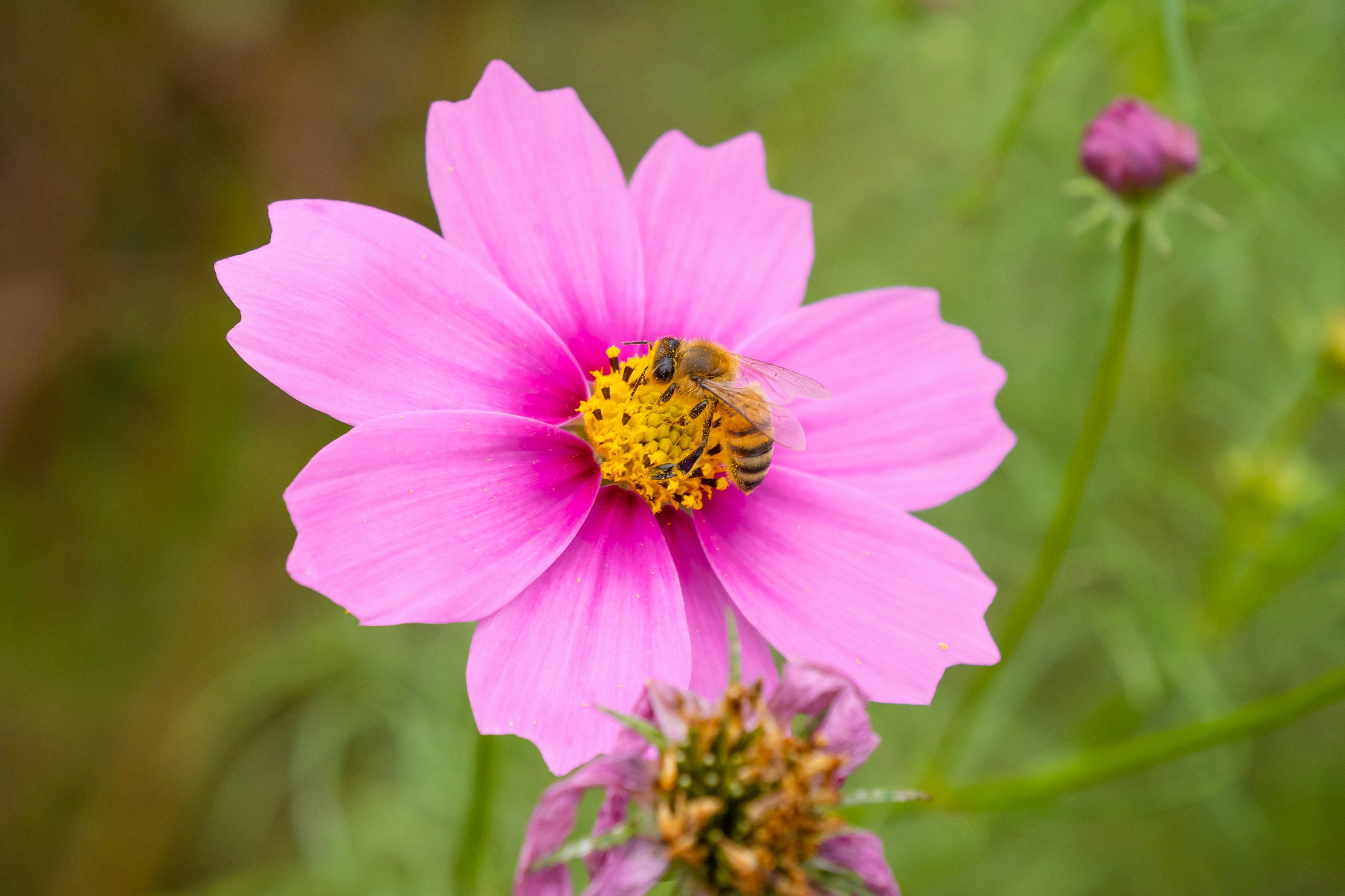 Una abeja en una flor de cosmos rosa con follaje verde