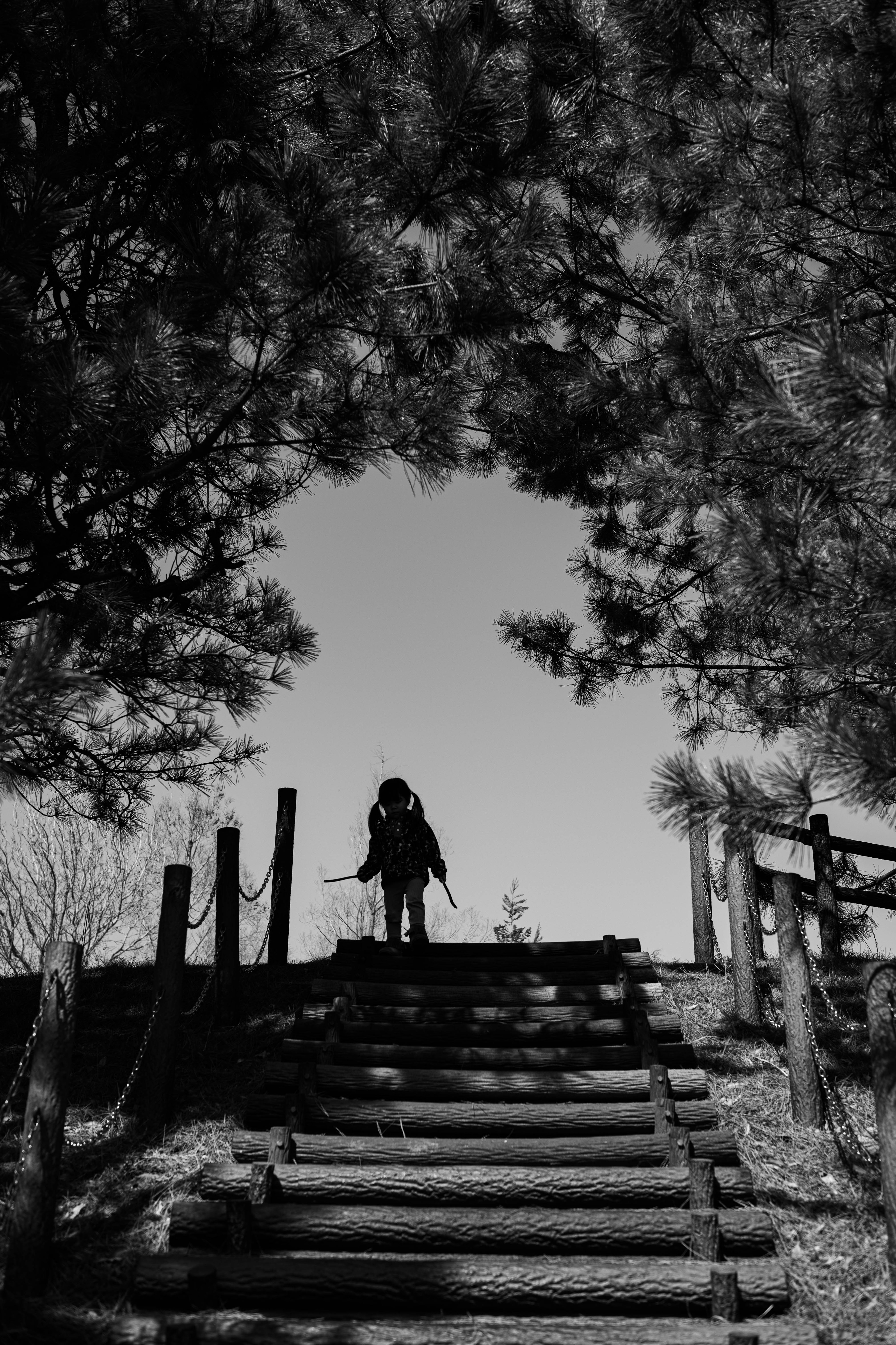 Silhouette of a person ascending stairs framed by trees and light