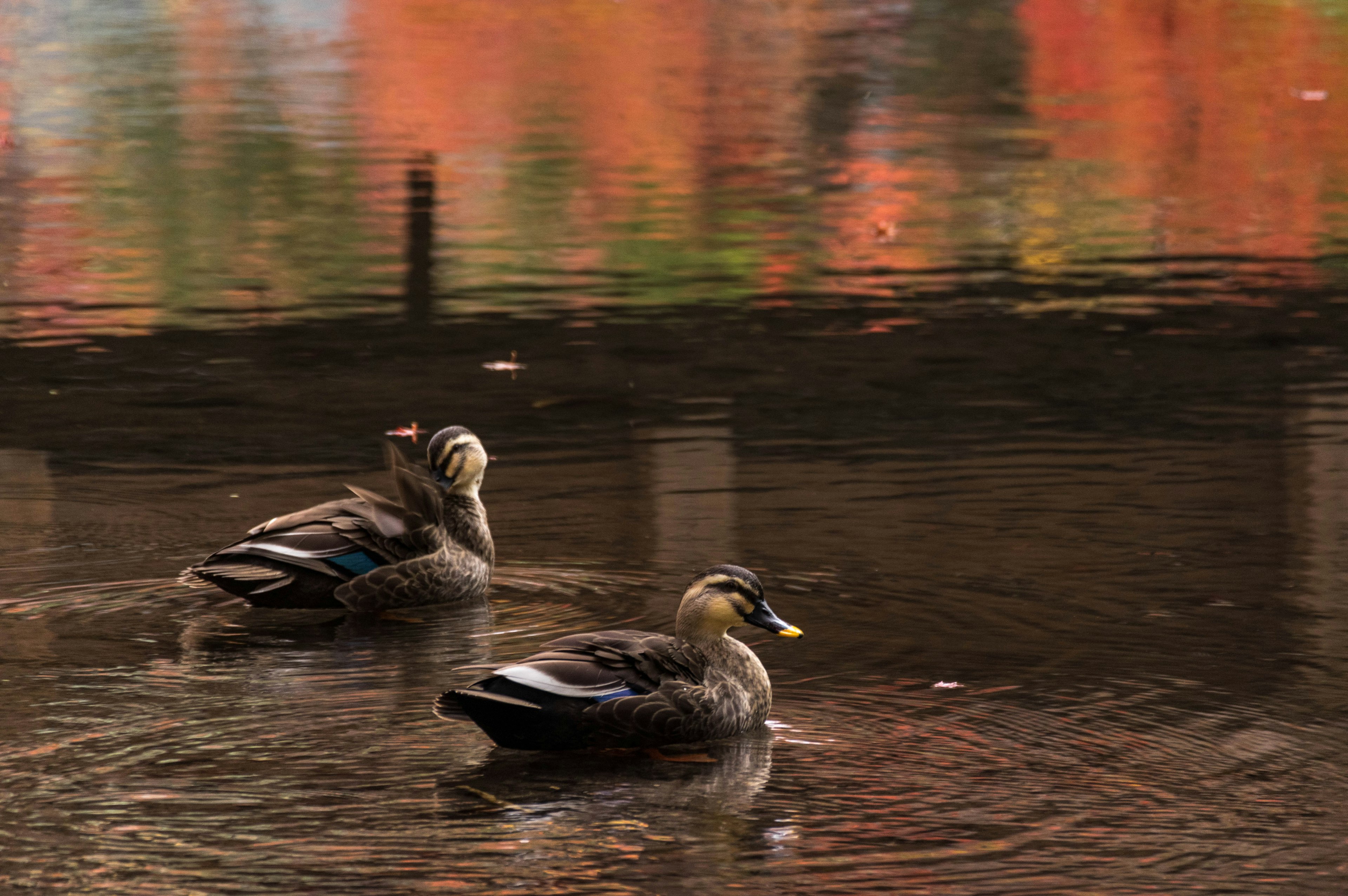 Deux canards nageant sur l'eau avec des couleurs d'automne réfléchies