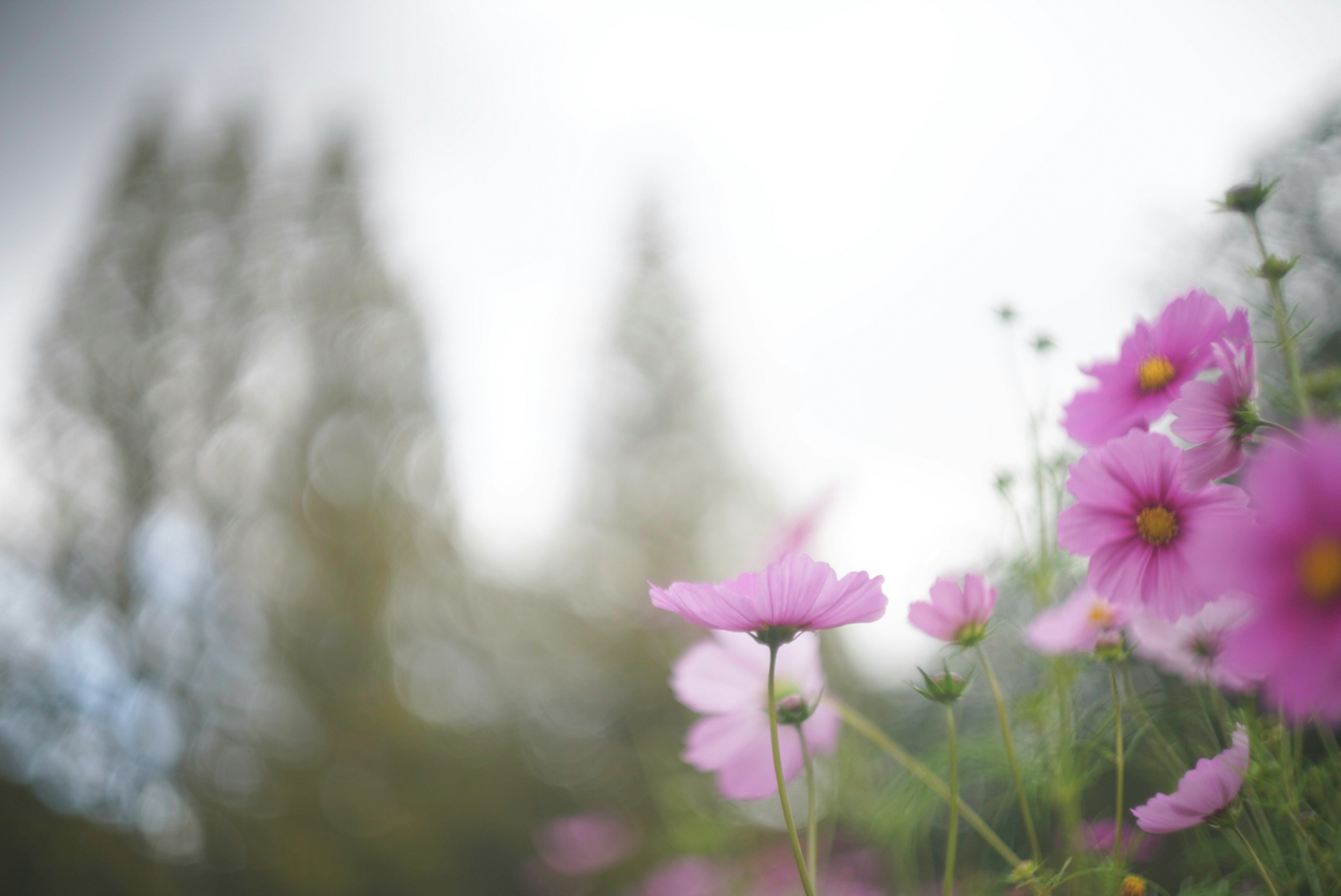 鮮やかなピンクの花が咲いている風景の一部