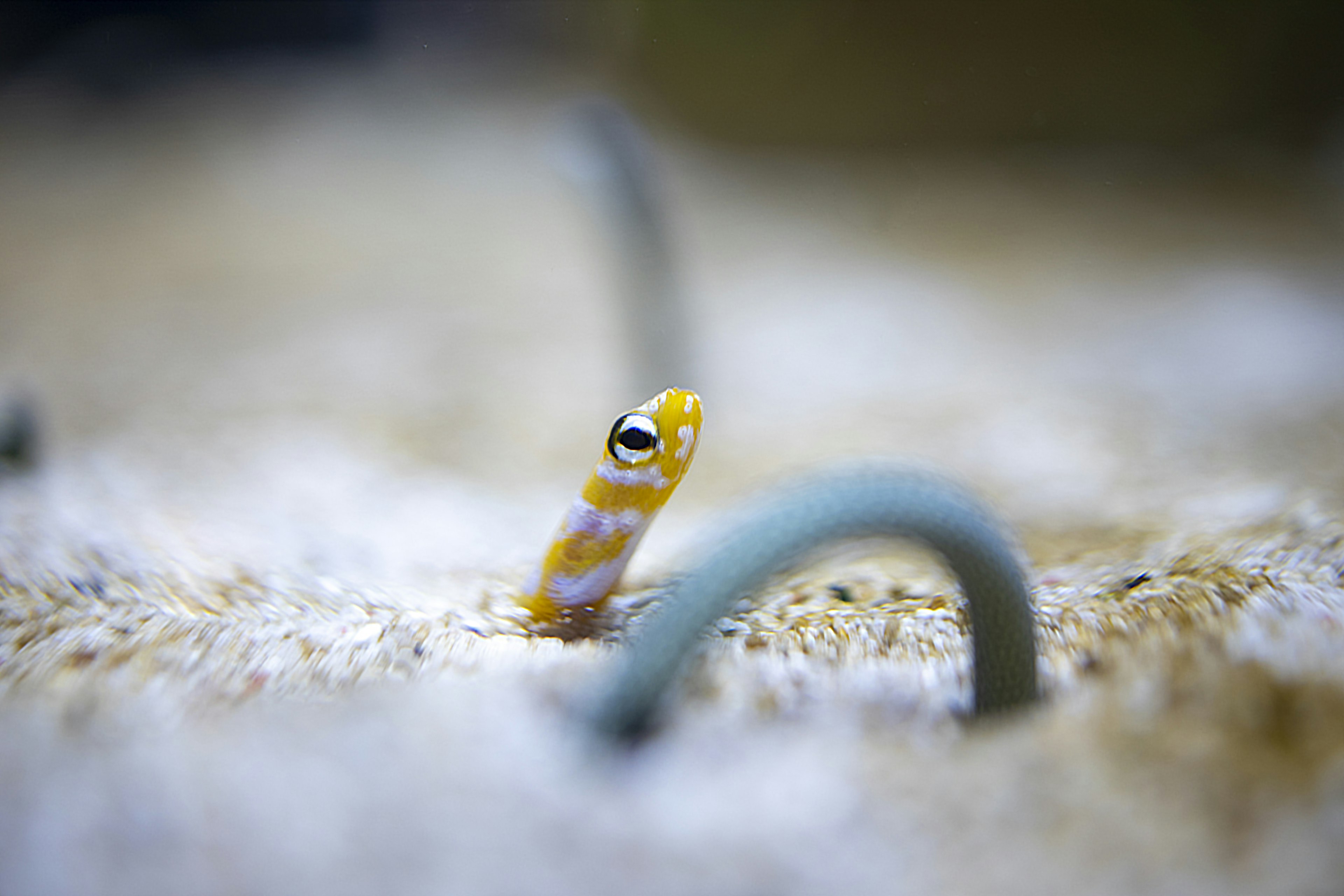 Primo piano di un piccolo pesce giallo che spunta dalla sabbia