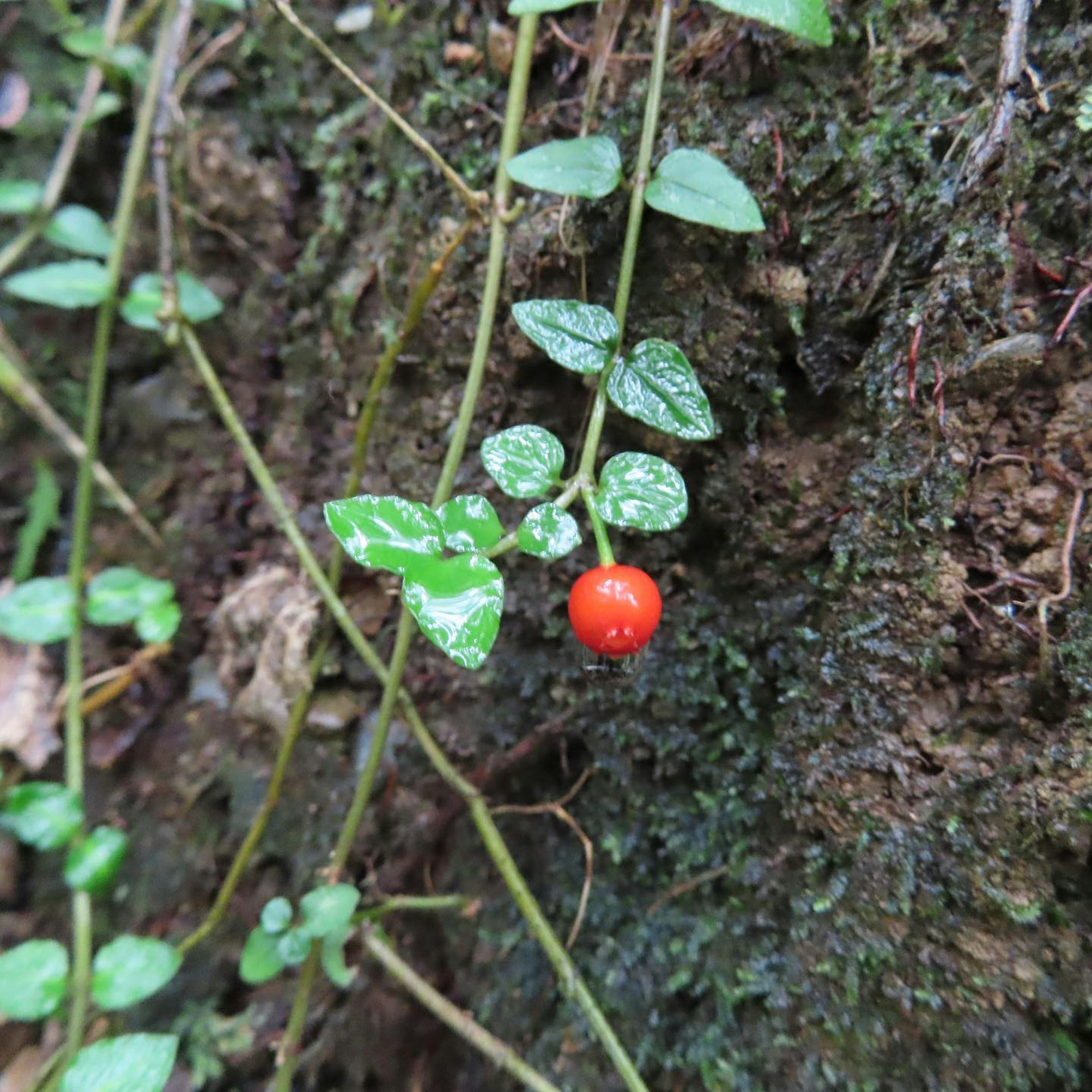 緑の葉と赤い実が特徴の植物が木の幹に生えている