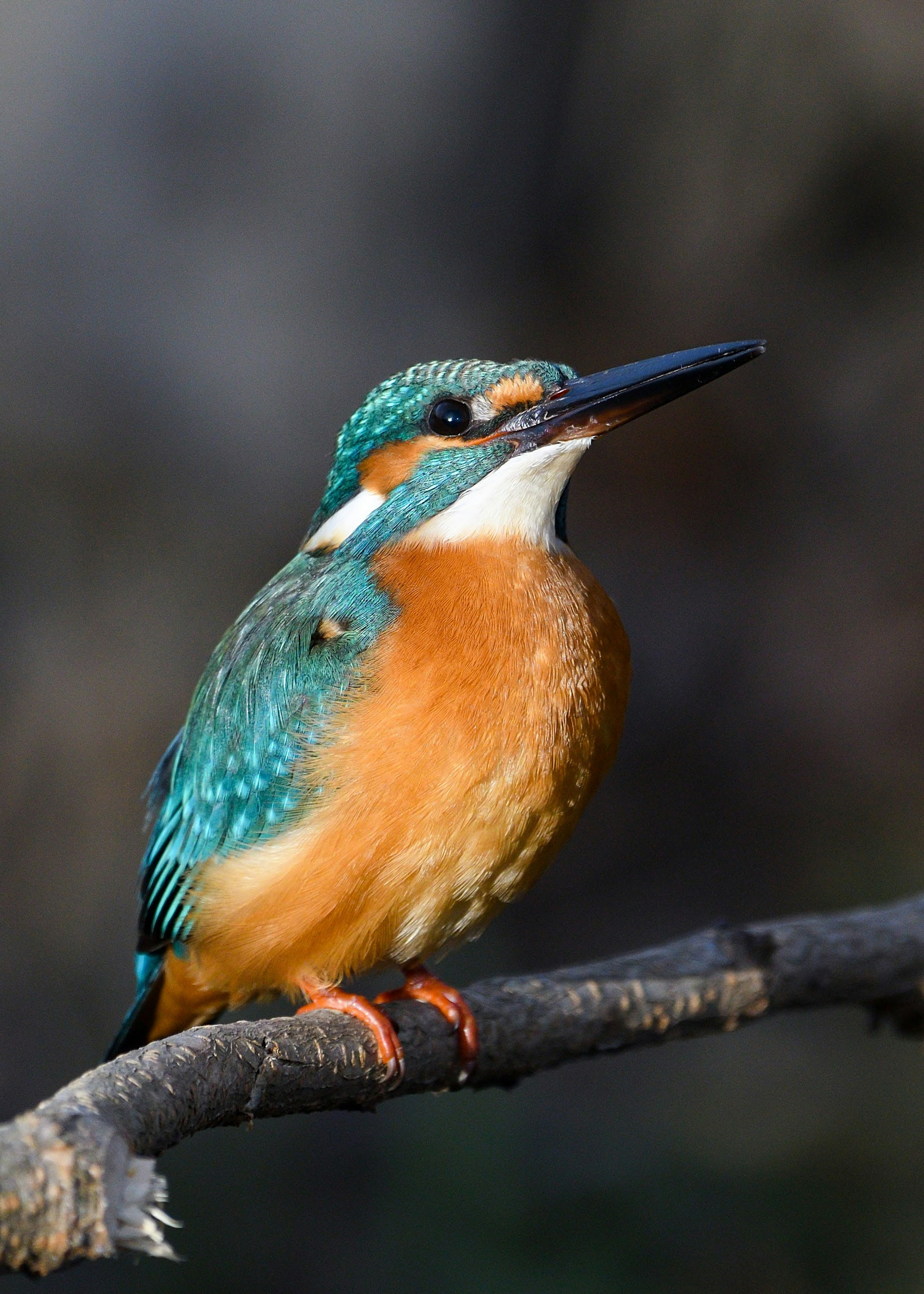 Ein lebhafter Eisvogel sitzt auf einem Ast