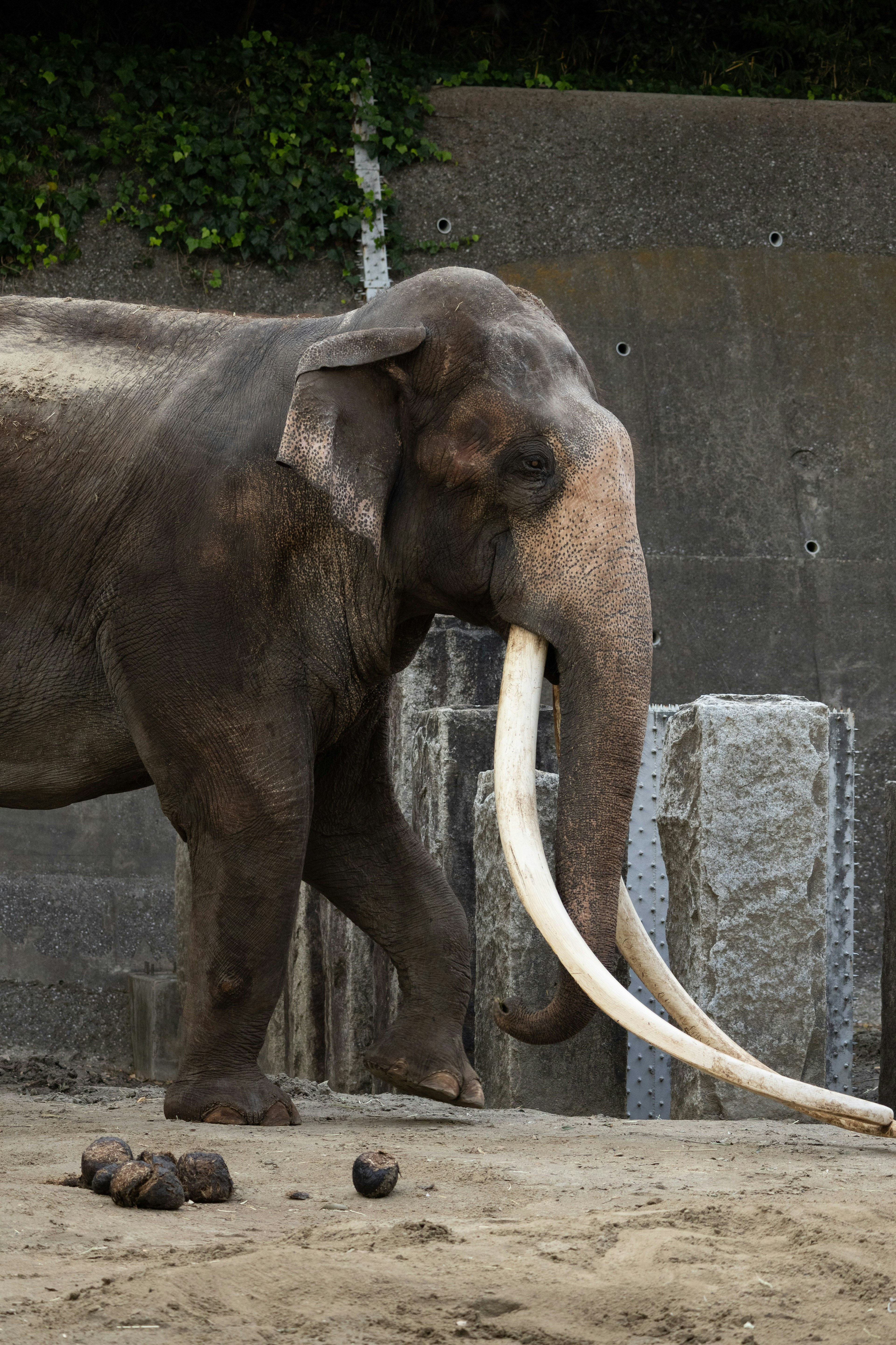 Elefante che cammina in uno zoo