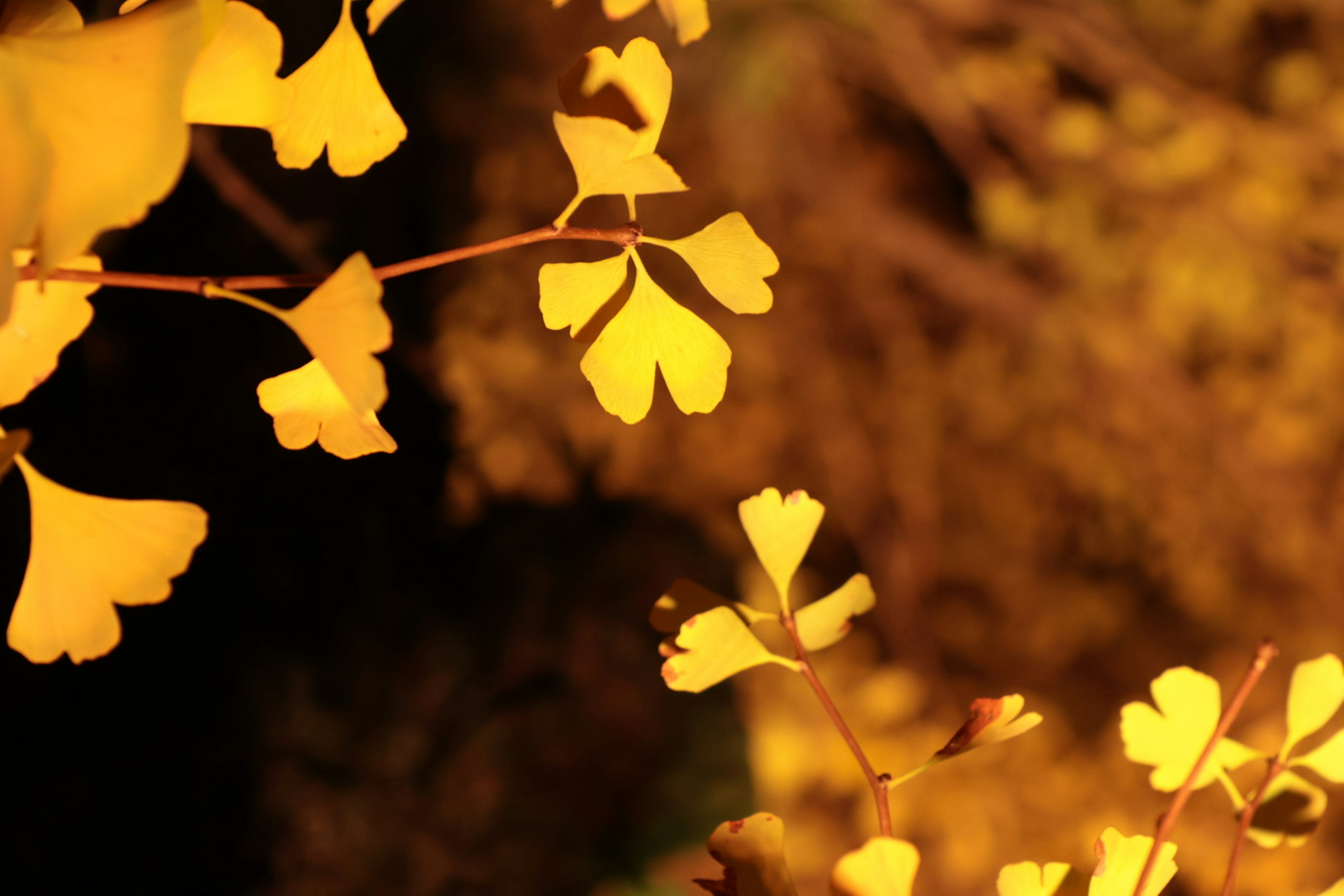 Imagen de hojas de ginkgo amarillas iluminadas por la luz