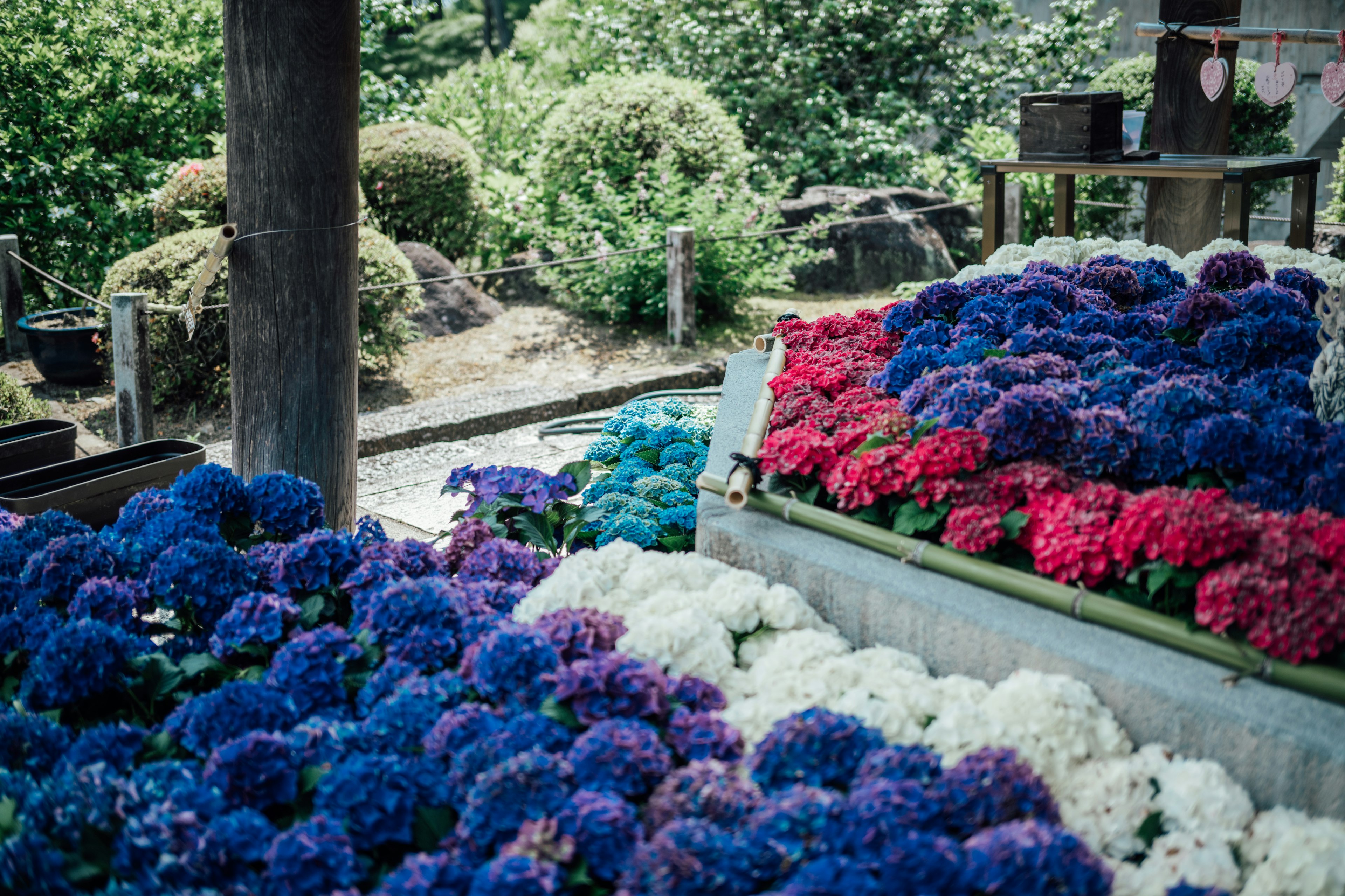 Hortensias vibrantes de varios colores dispuestas en un jardín