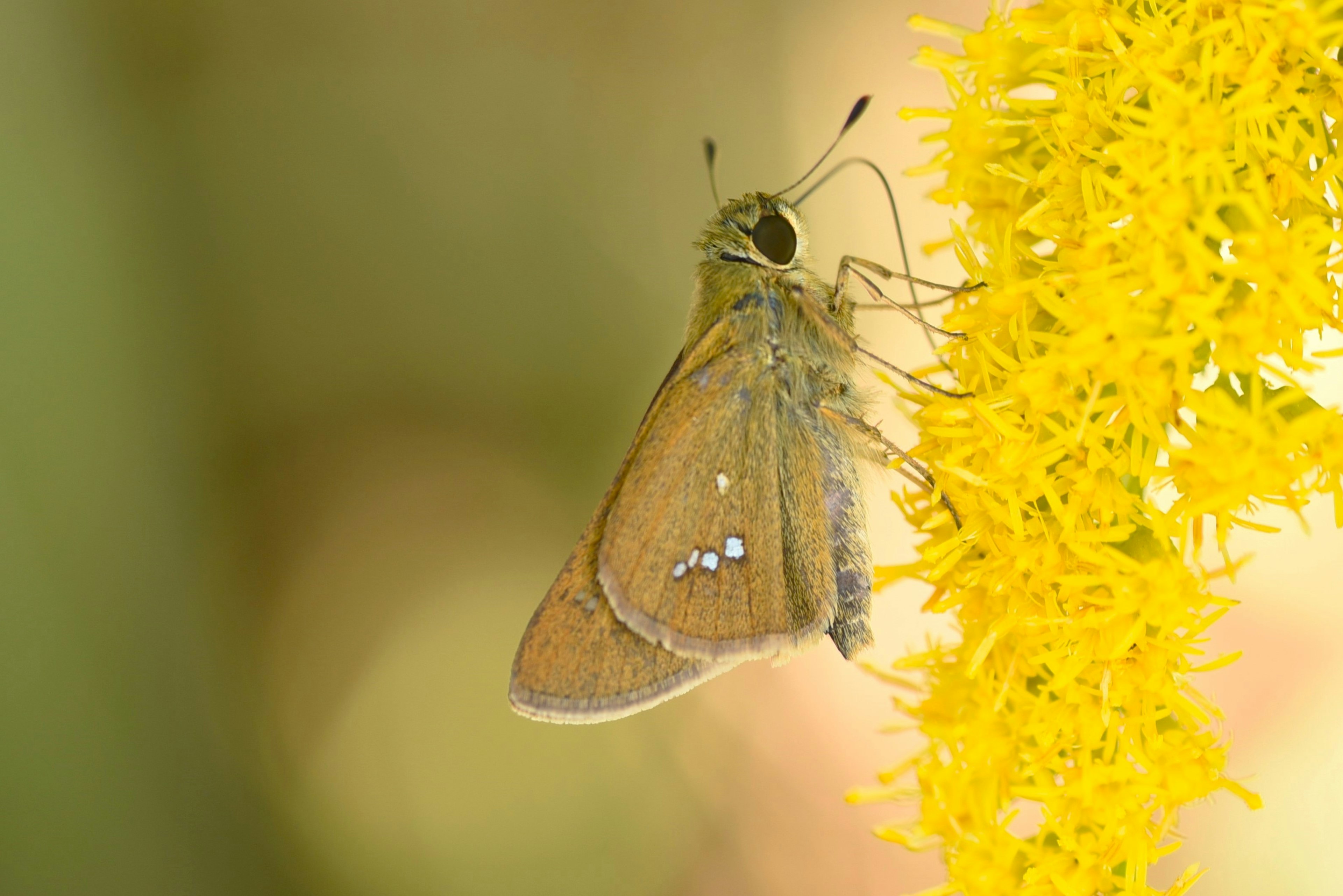 Acercamiento de una mariposa marrón descansando sobre una flor amarilla