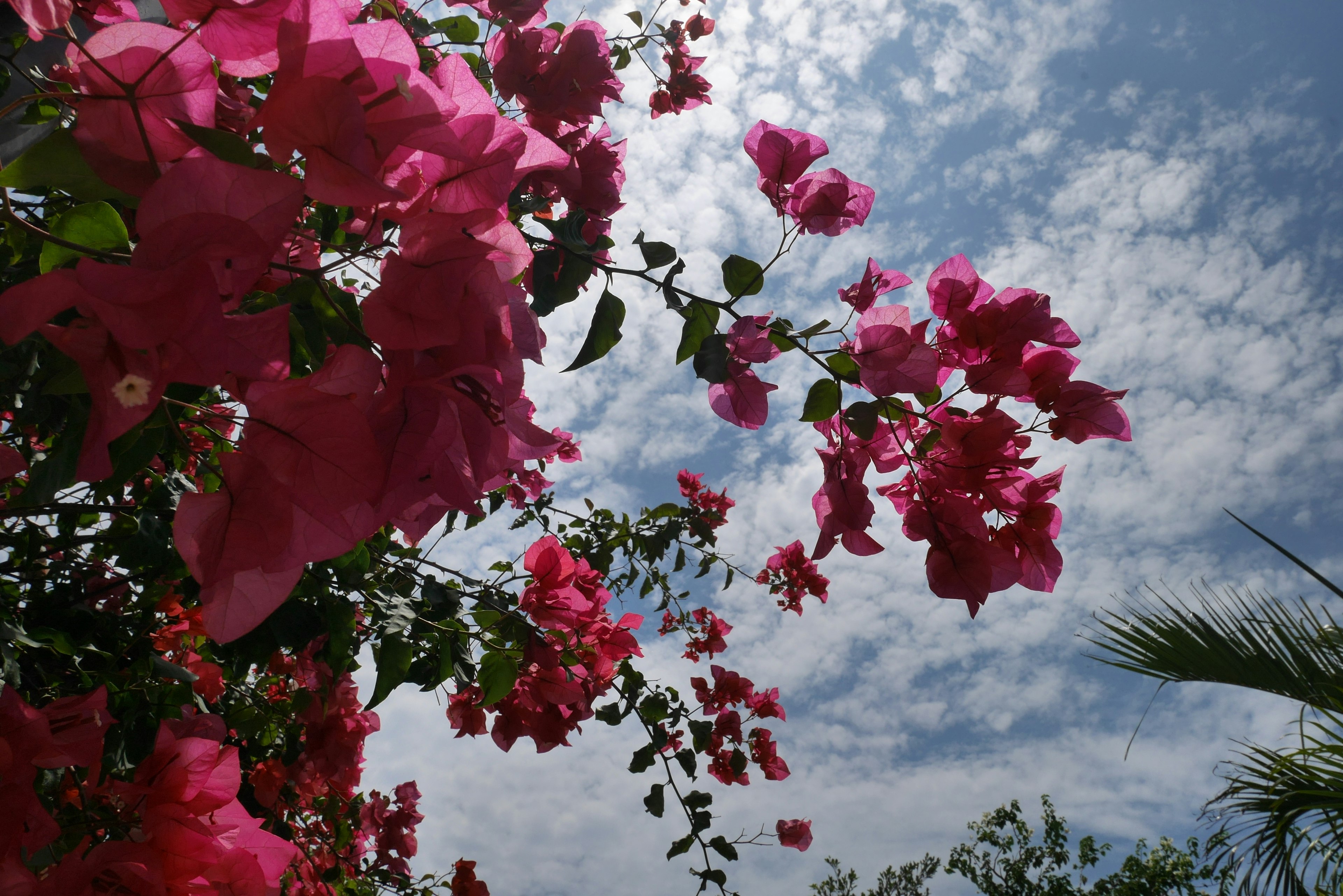 Vibrant pink bougainvillea blooming towards the sky