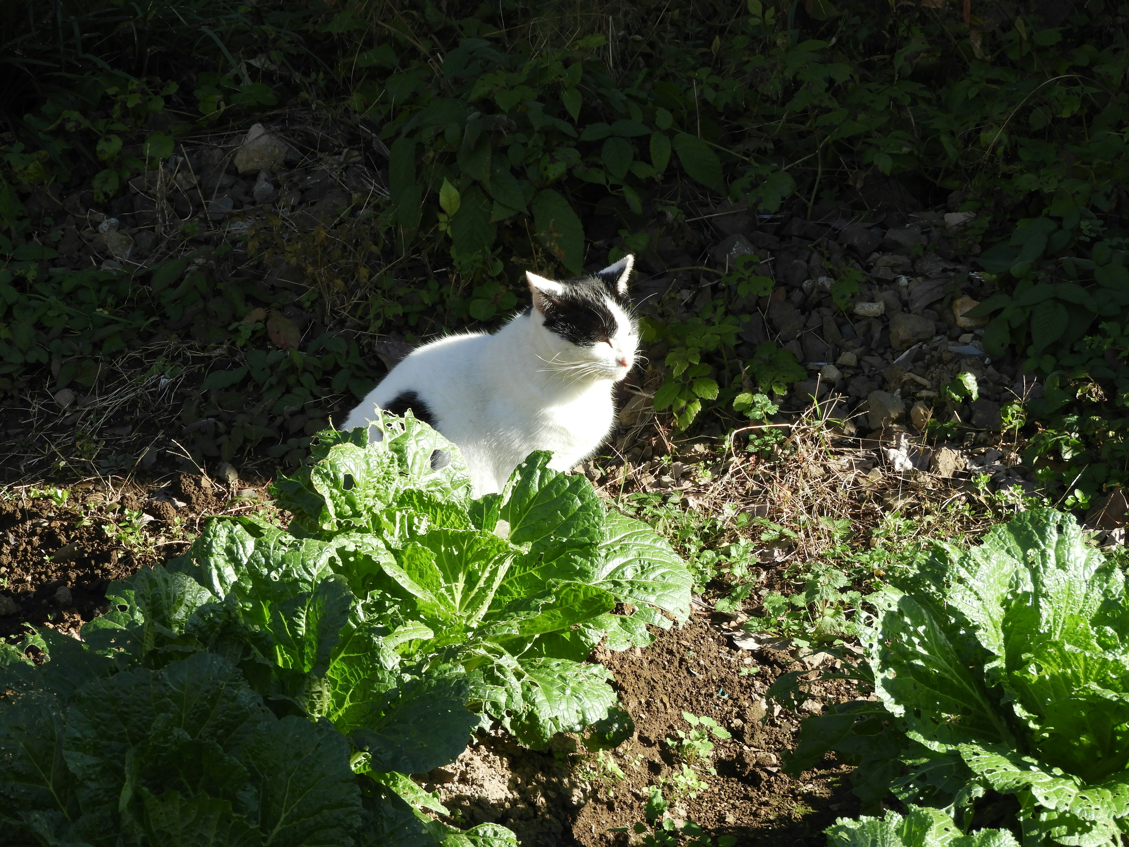 白と黒の猫が野菜の中に座っている