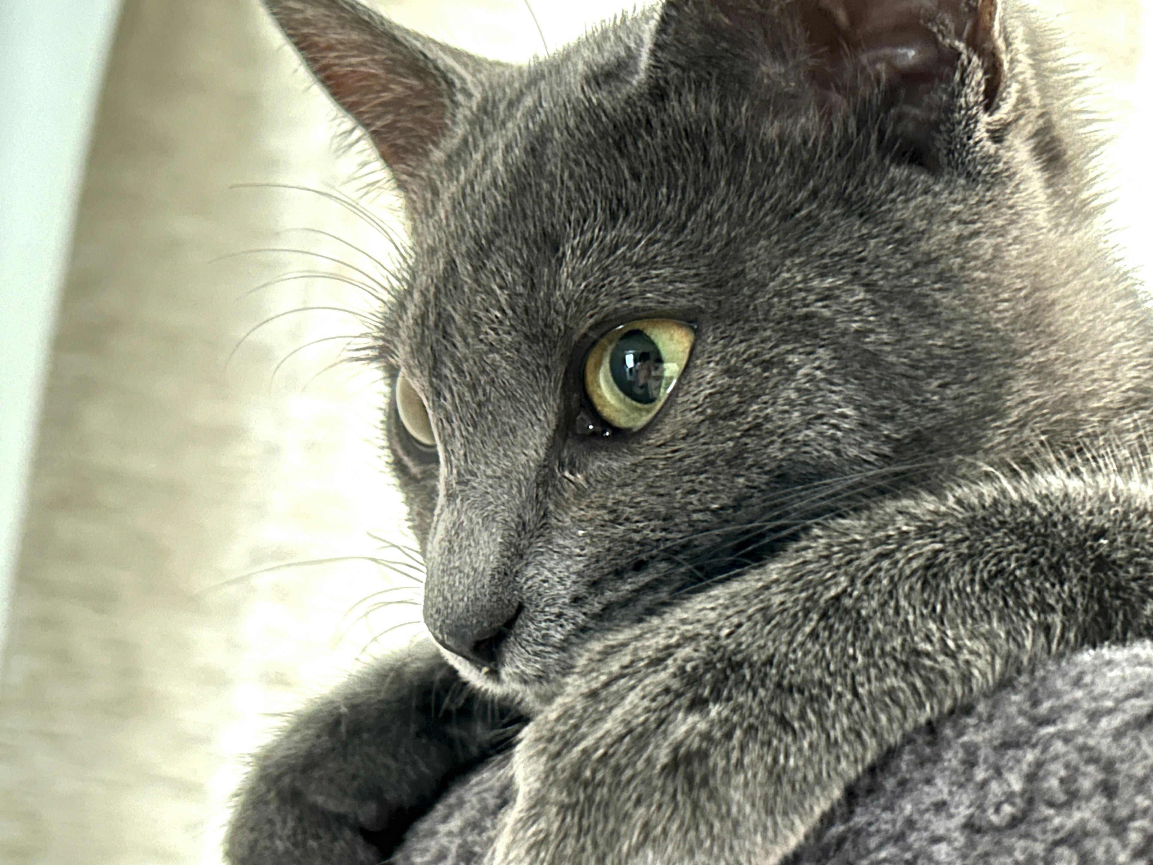 Nahaufnahme eines grauen Katers, der auf einer Decke ruht