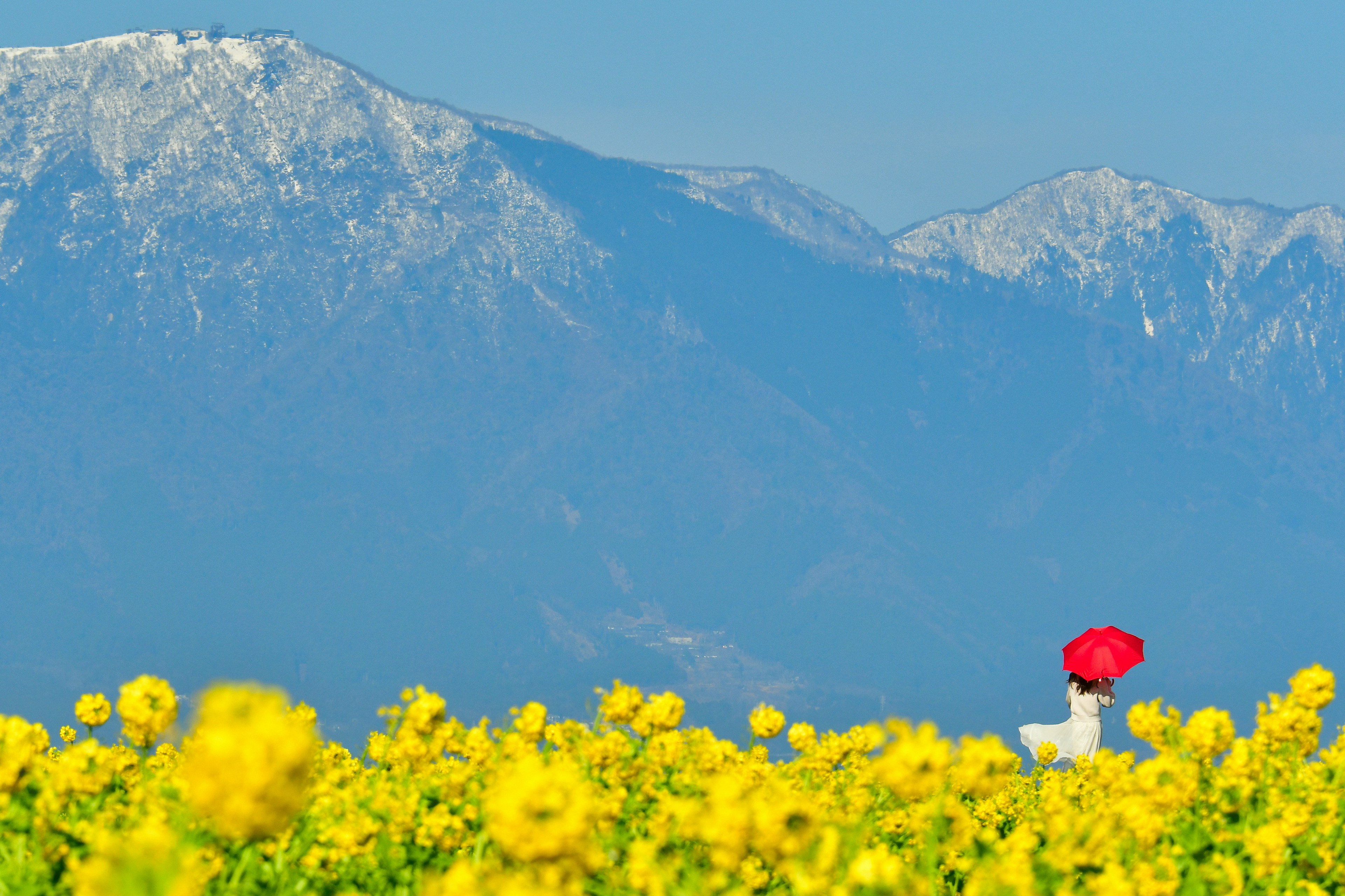 Personne tenant un parapluie rouge dans un champ de fleurs jaunes avec des montagnes enneigées en arrière-plan