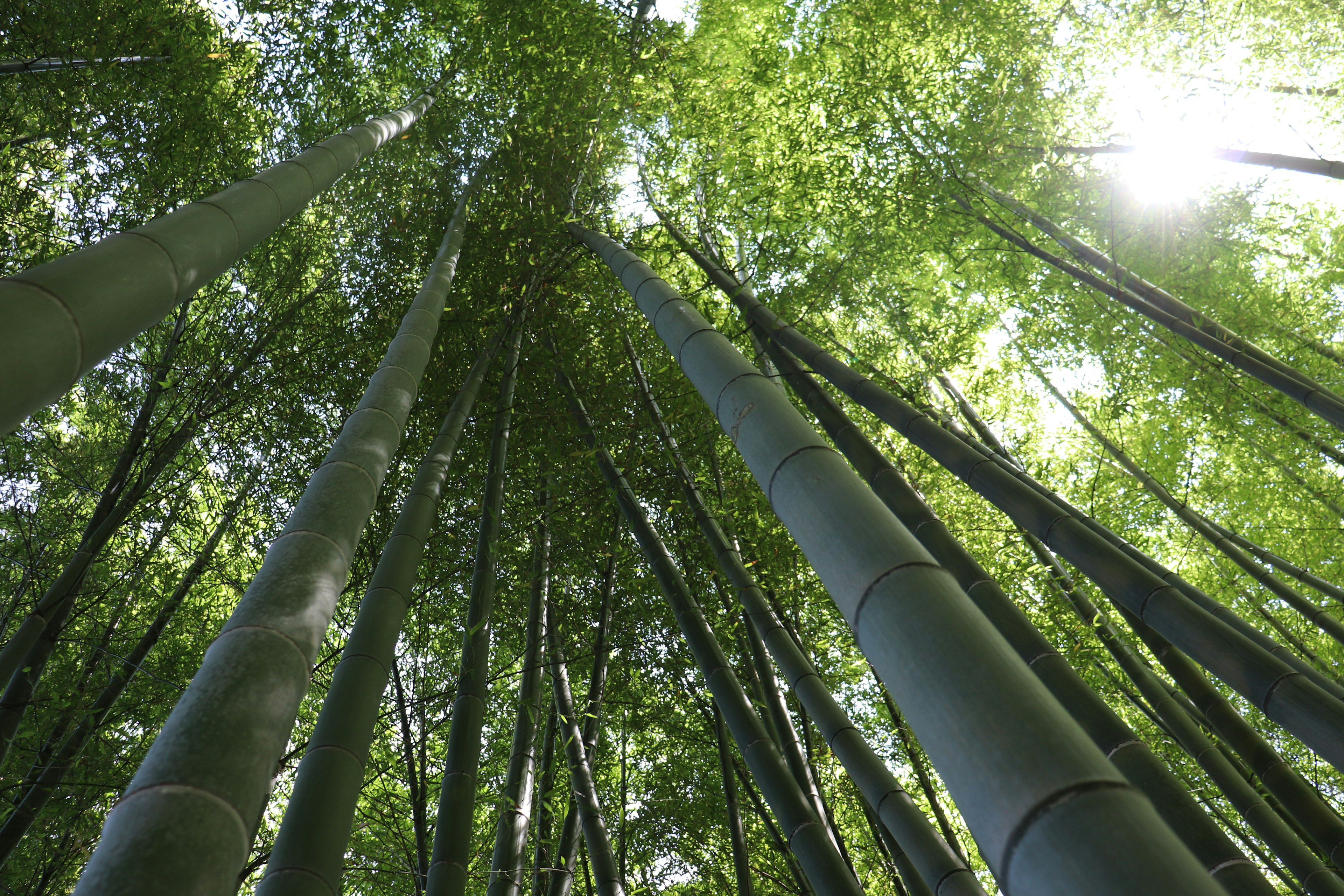 青々とした竹林の上を見上げる視点で緑の葉と太陽の光