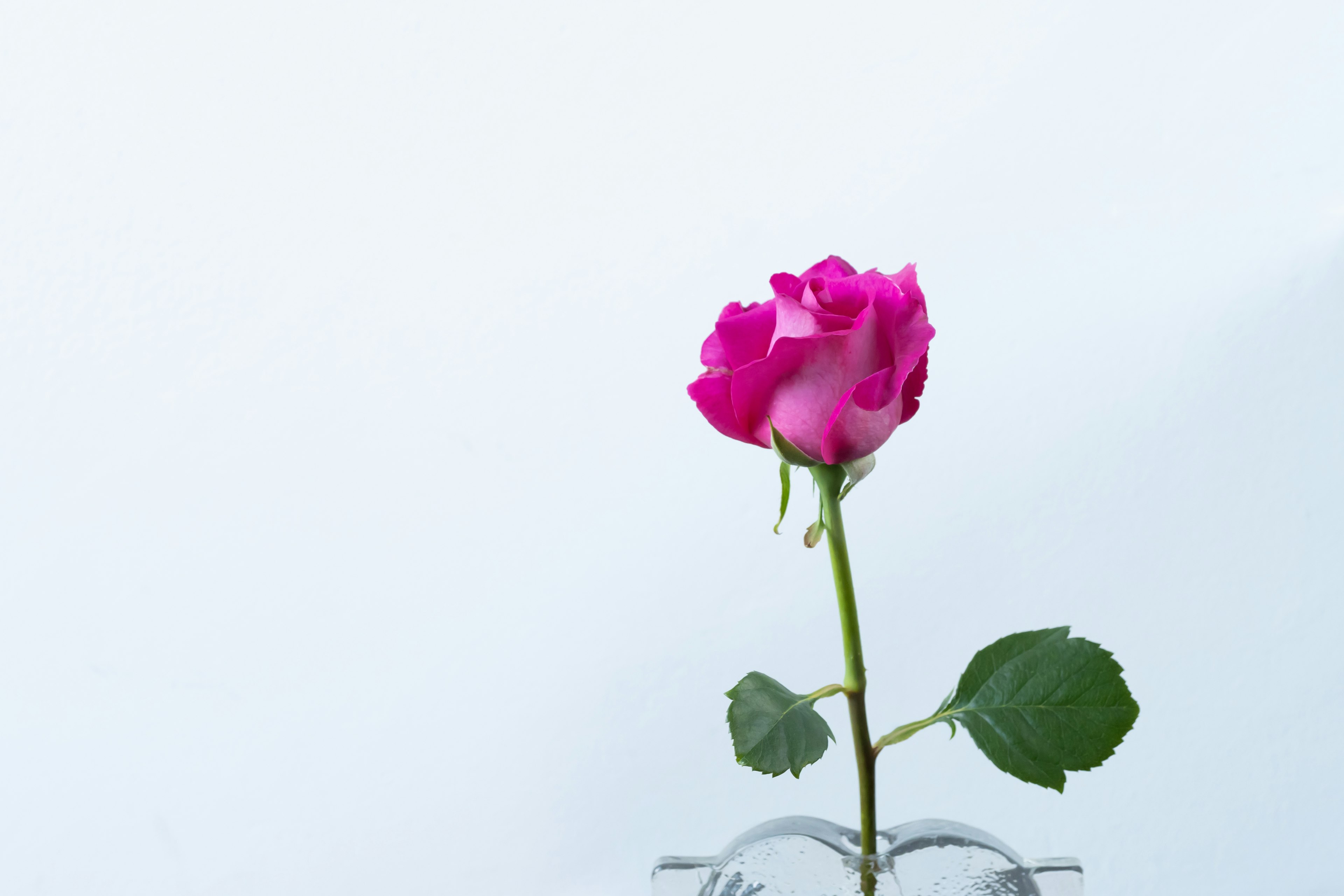 Una rosa rosa in un vaso trasparente con uno sfondo minimalista