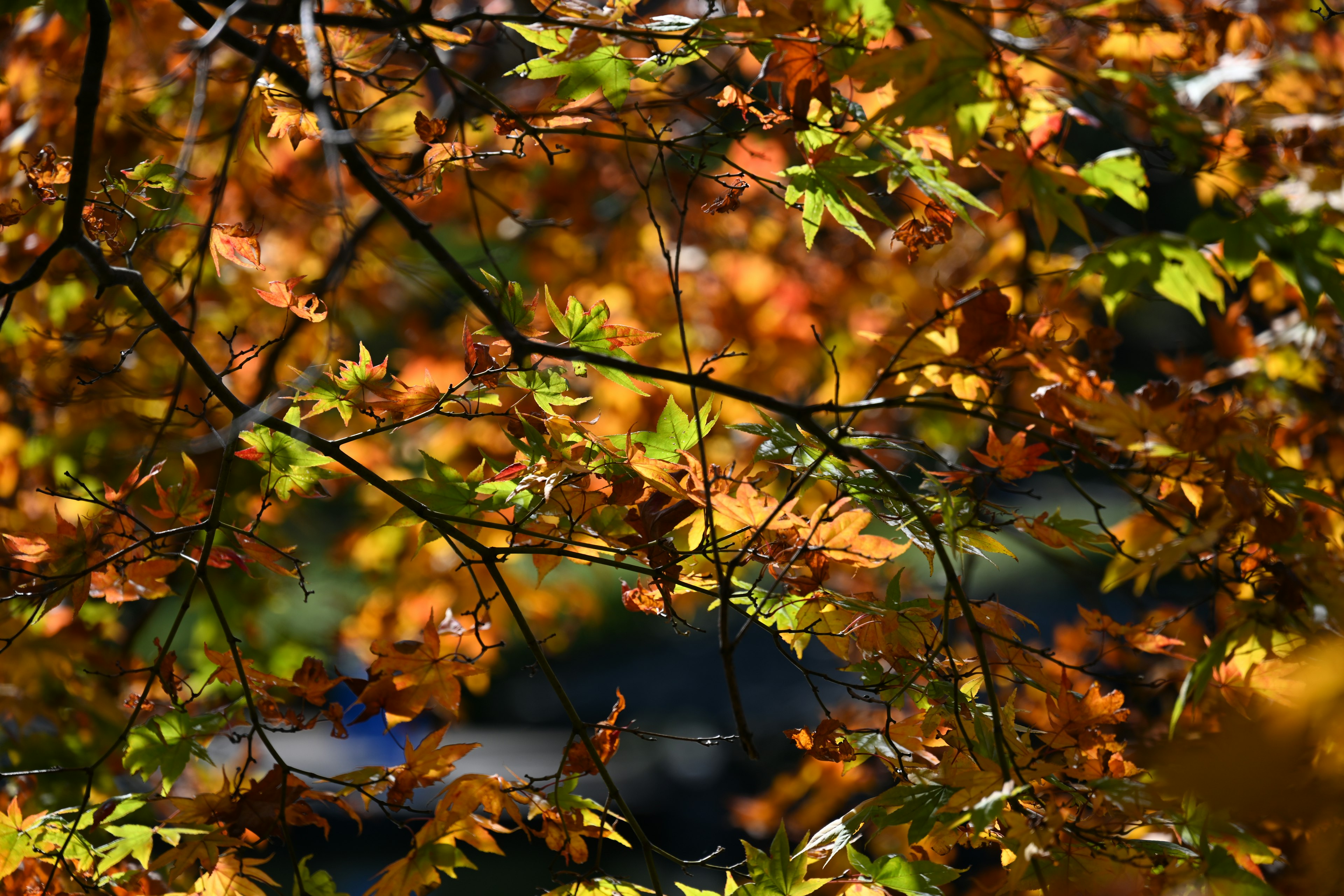 Close-up of tree branches with colorful autumn leaves