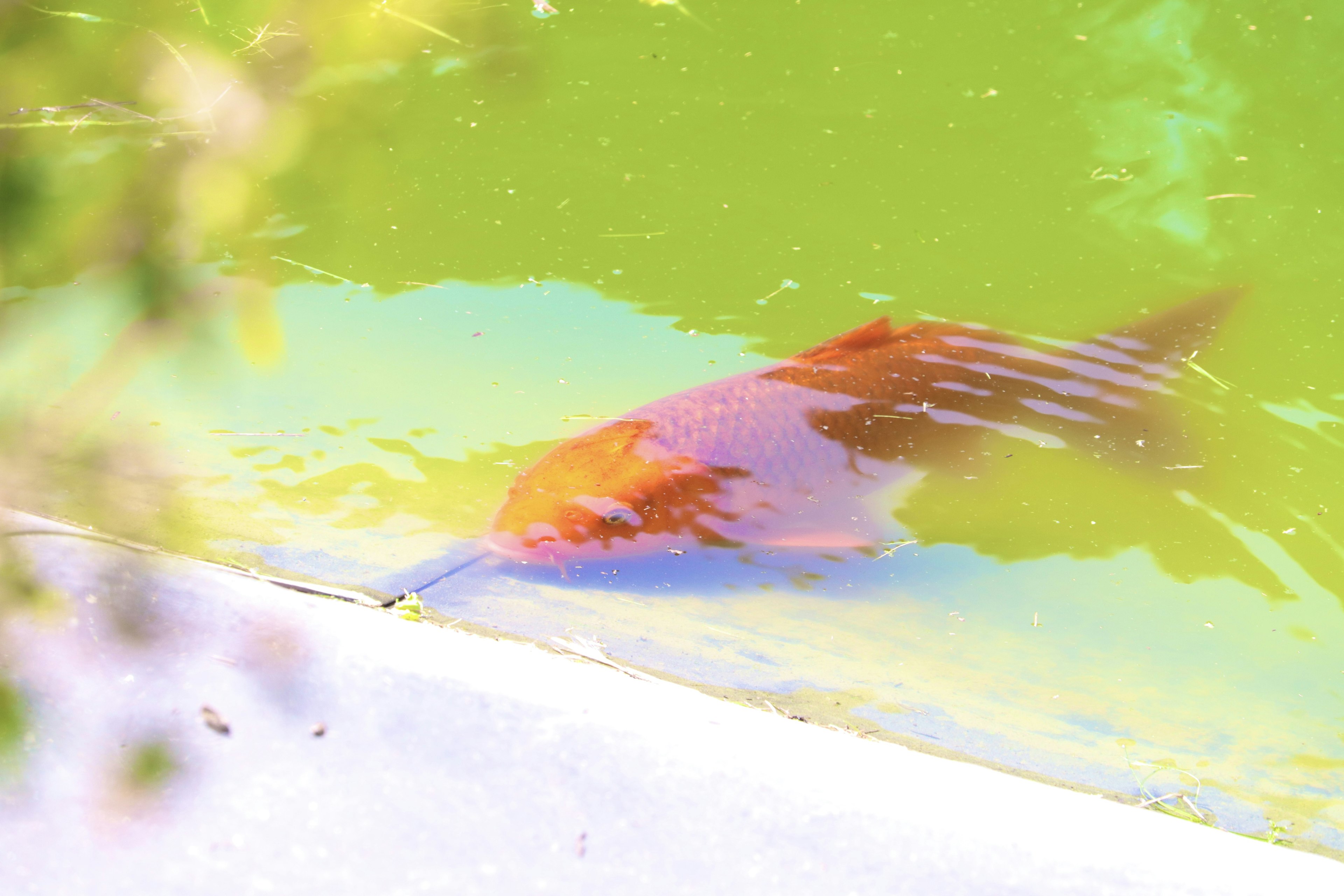 Ikan oranye berenang di air hijau dengan tepi yang terlihat