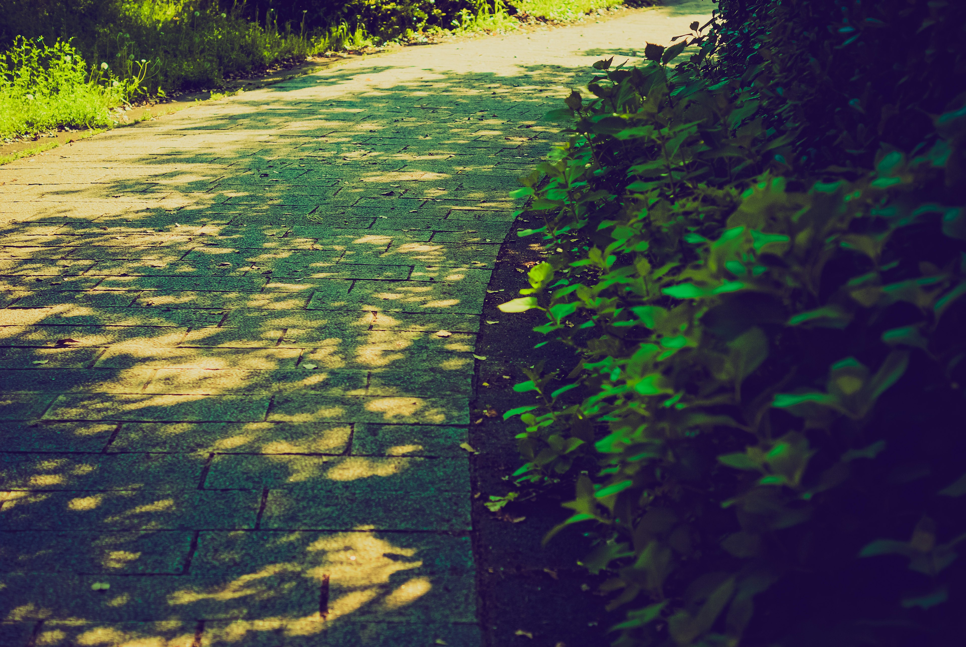 Chemin pavé courbé entouré de feuillage vert