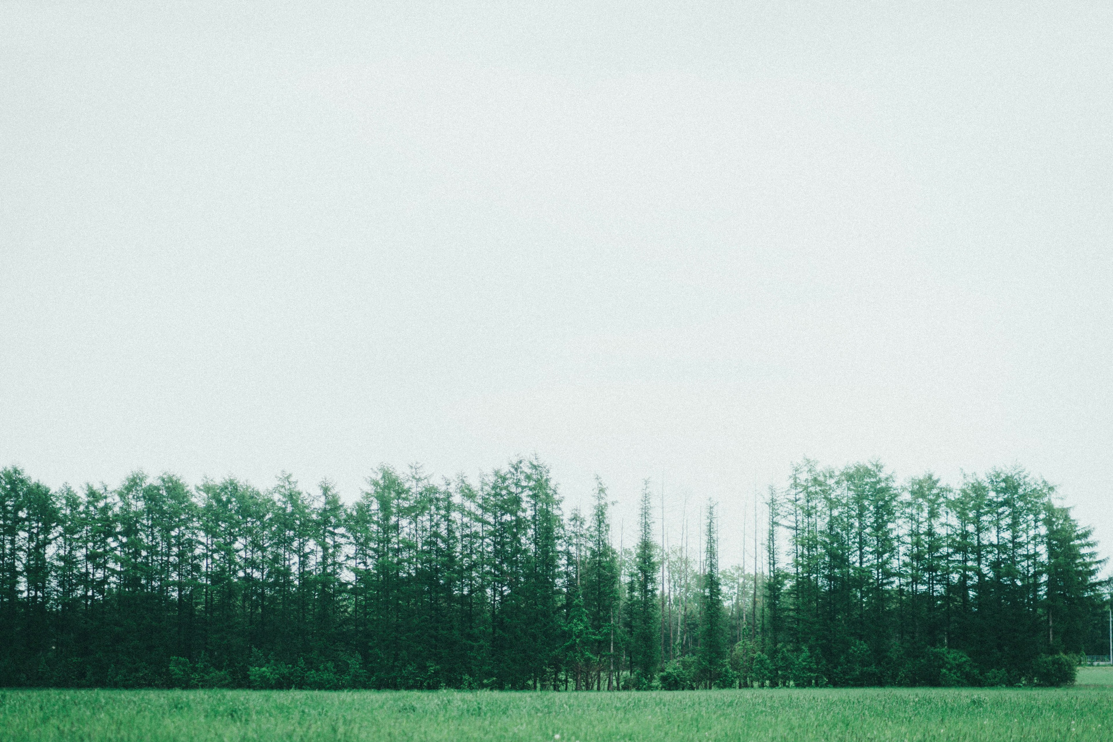 Prairie verdoyante avec des arbres hauts et un ciel pâle