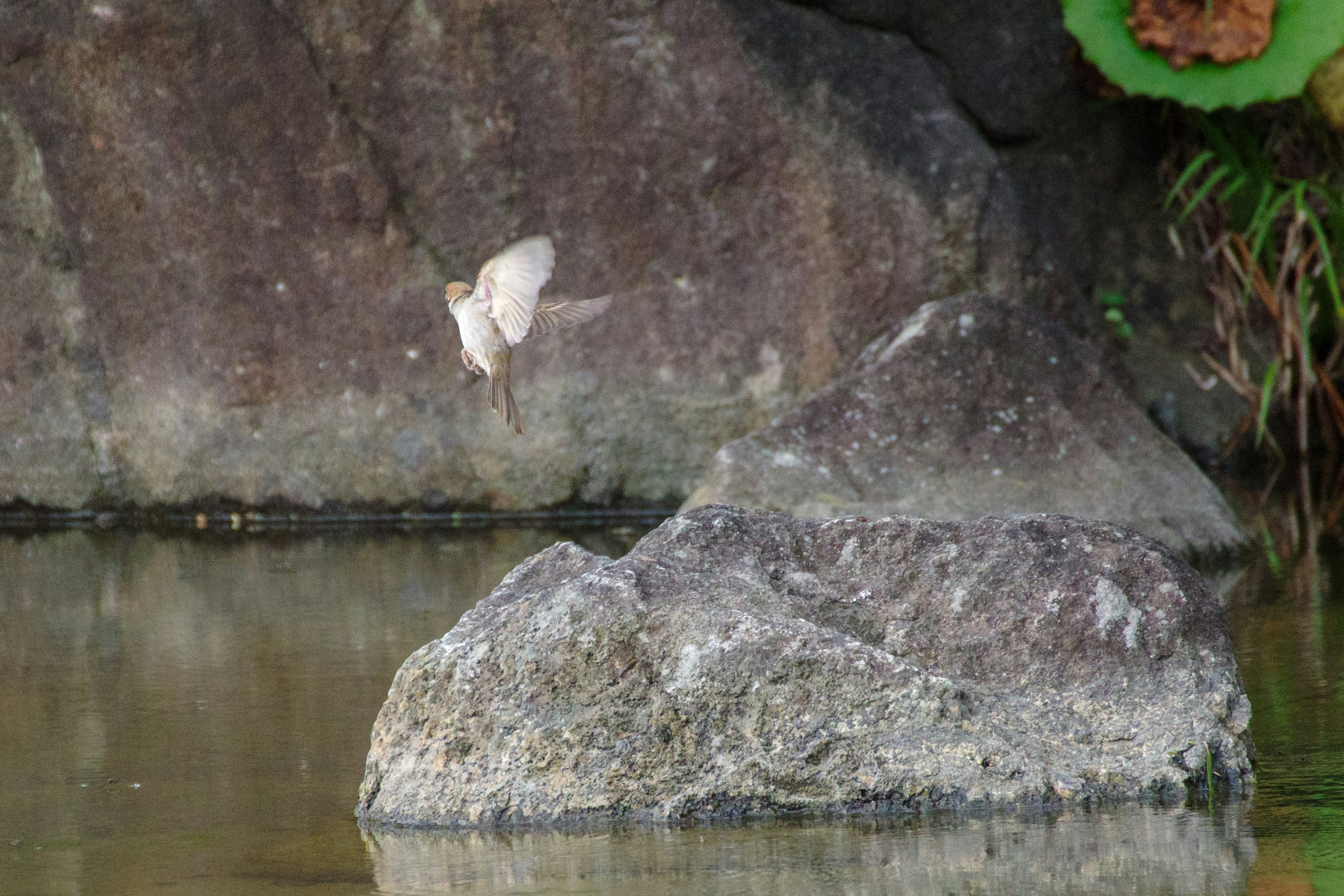 Una farfalla bianca che vola sopra una roccia riflessa nell'acqua