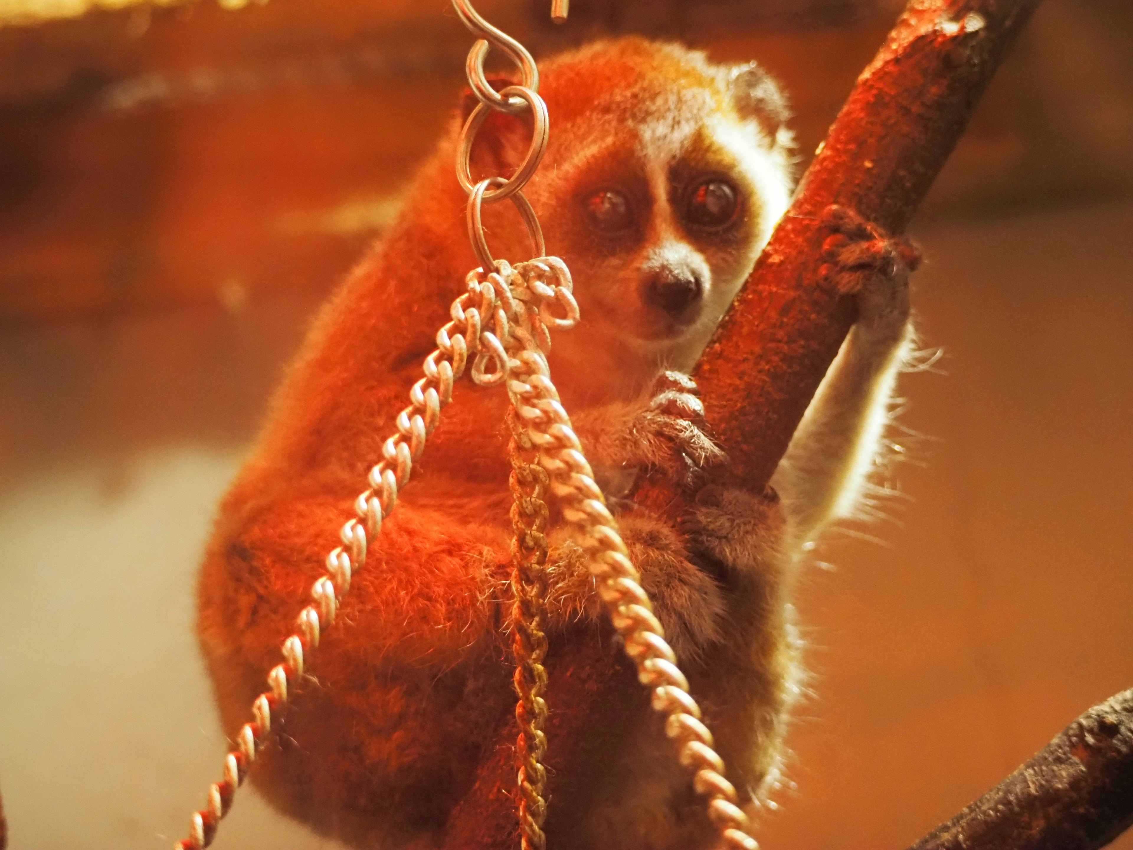 Immagine ravvicinata di un loris lento appeso a un albero