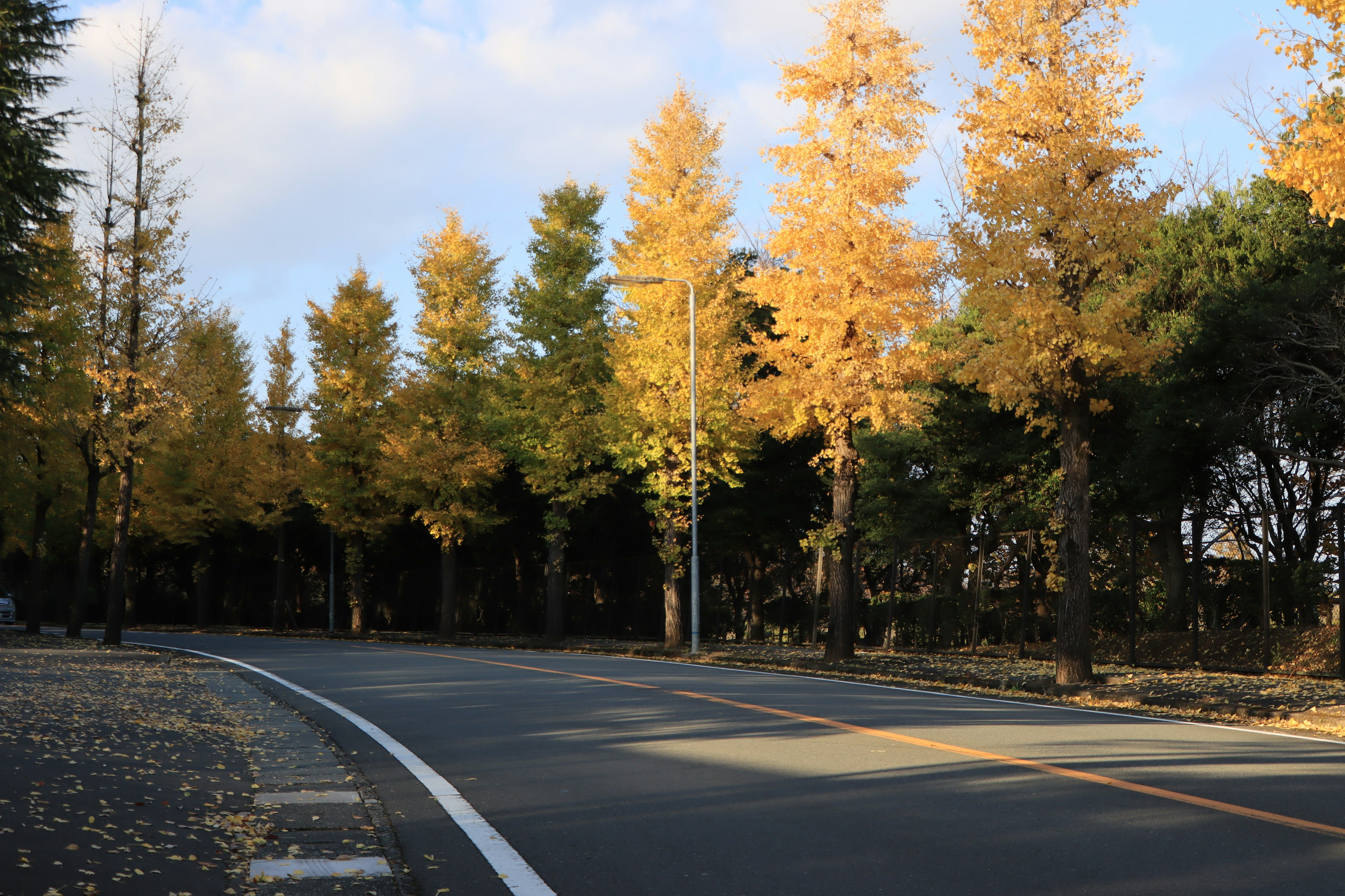 Gebogene Straße umgeben von herbstlicher Landschaft und gelben Ginkgo-Bäumen