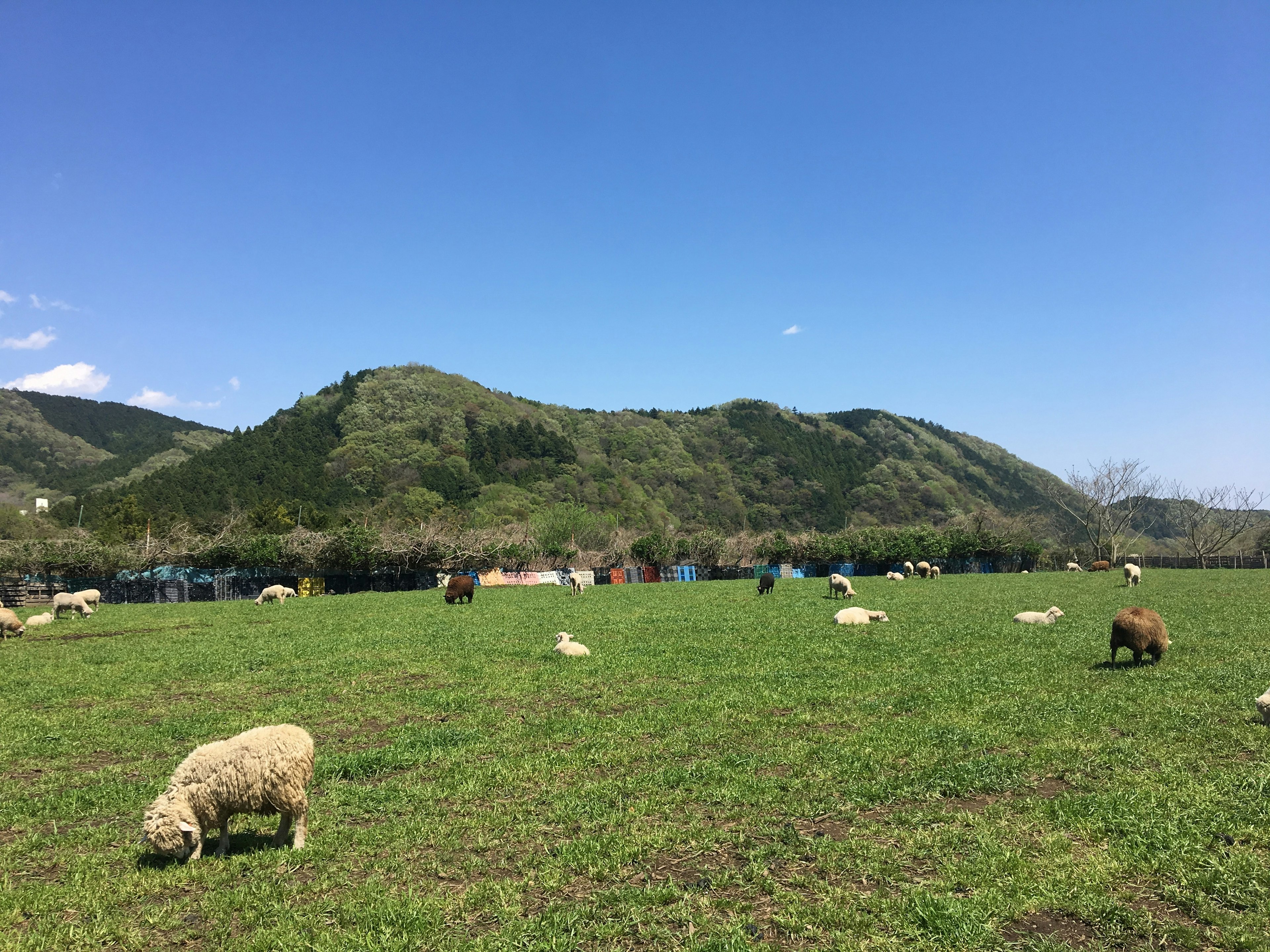 在蓝天下吃草的羊群和背景中的山丘的绿色牧场