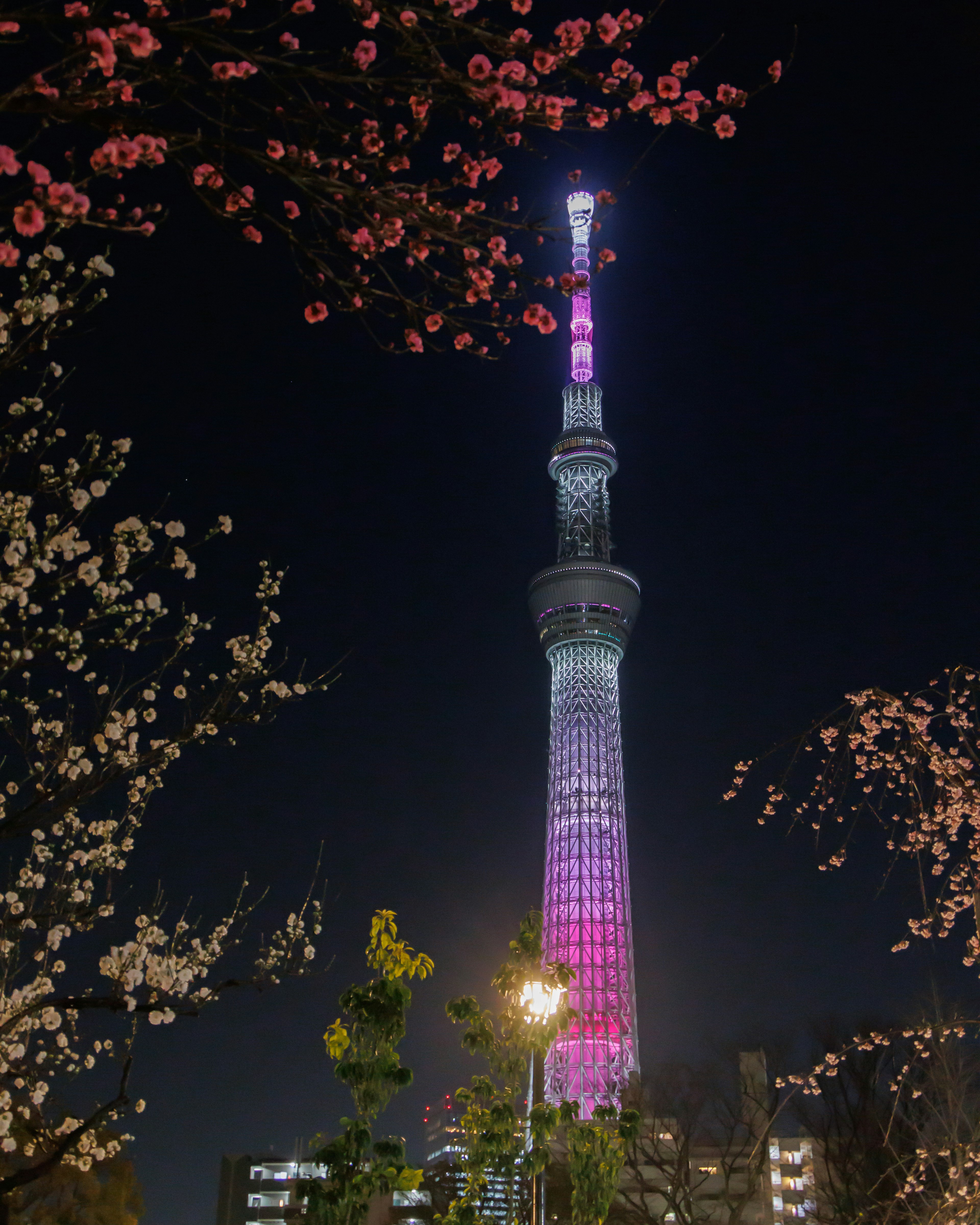 Tokyo Skytree iluminado de noche con flores de cerezo