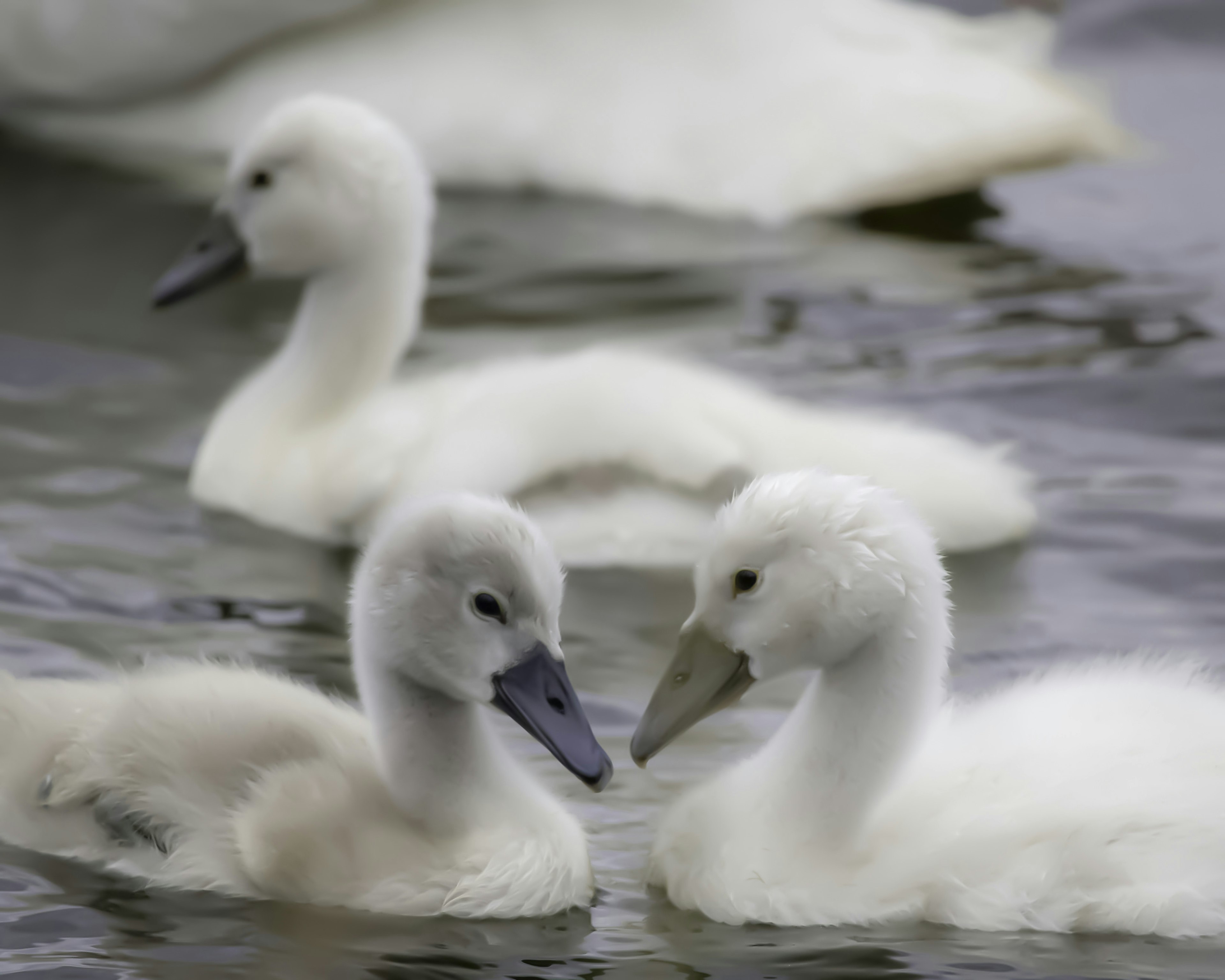 Un grupo de cignos blancos nadando en la superficie del agua