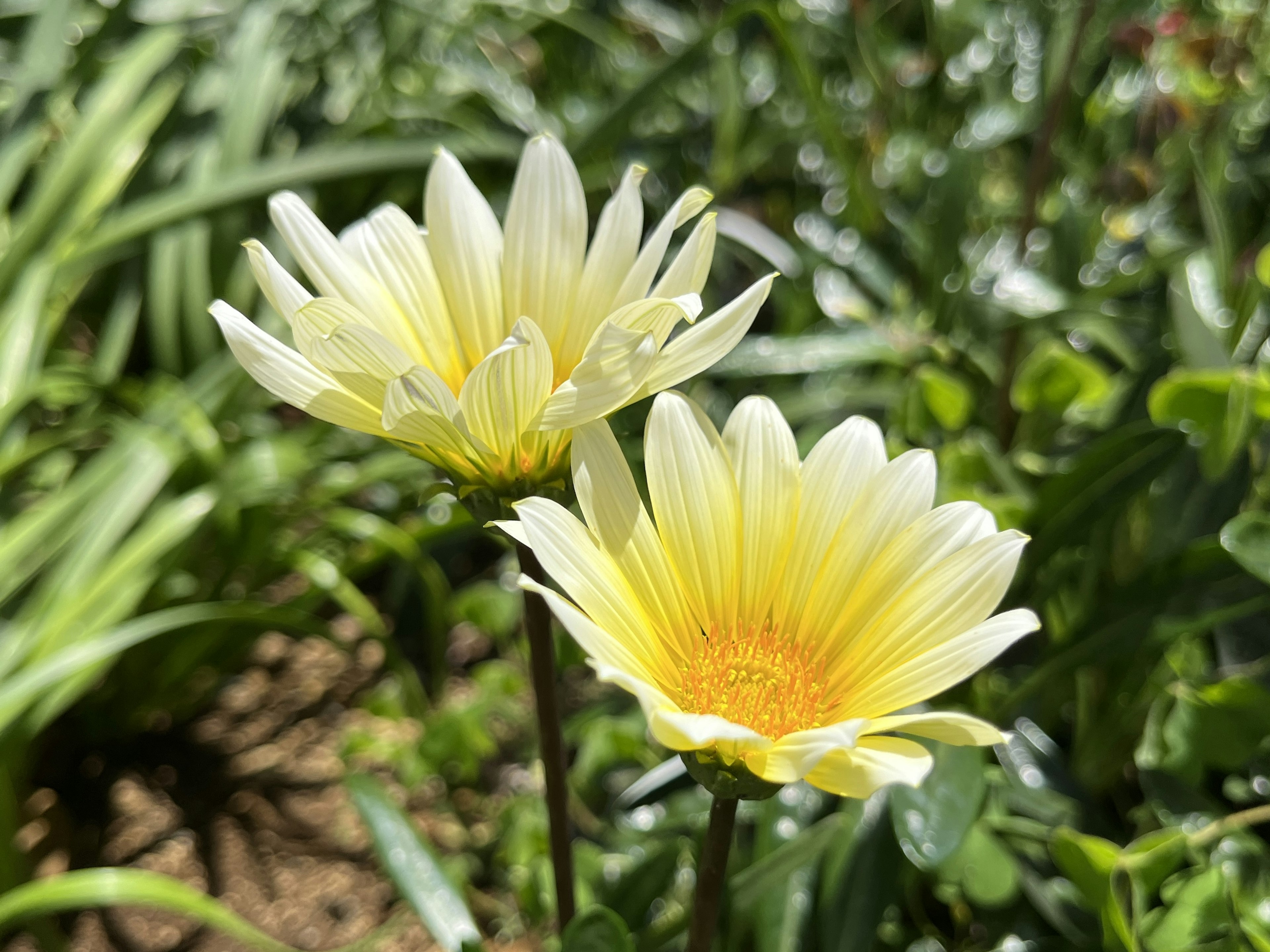 花园中盛开的两朵黄色花瓣的雏菊