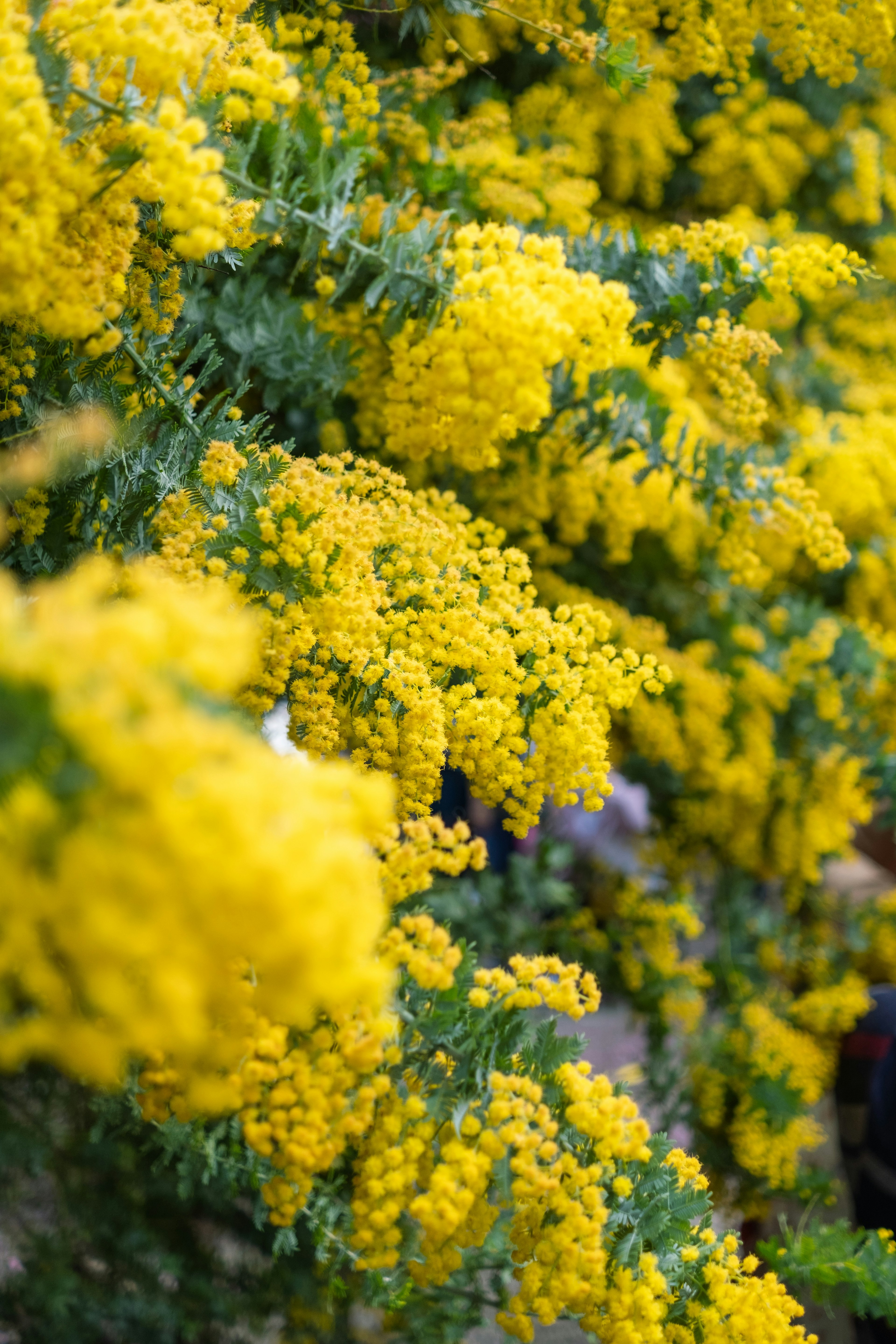 Close-up tanaman dengan bunga kuning cerah