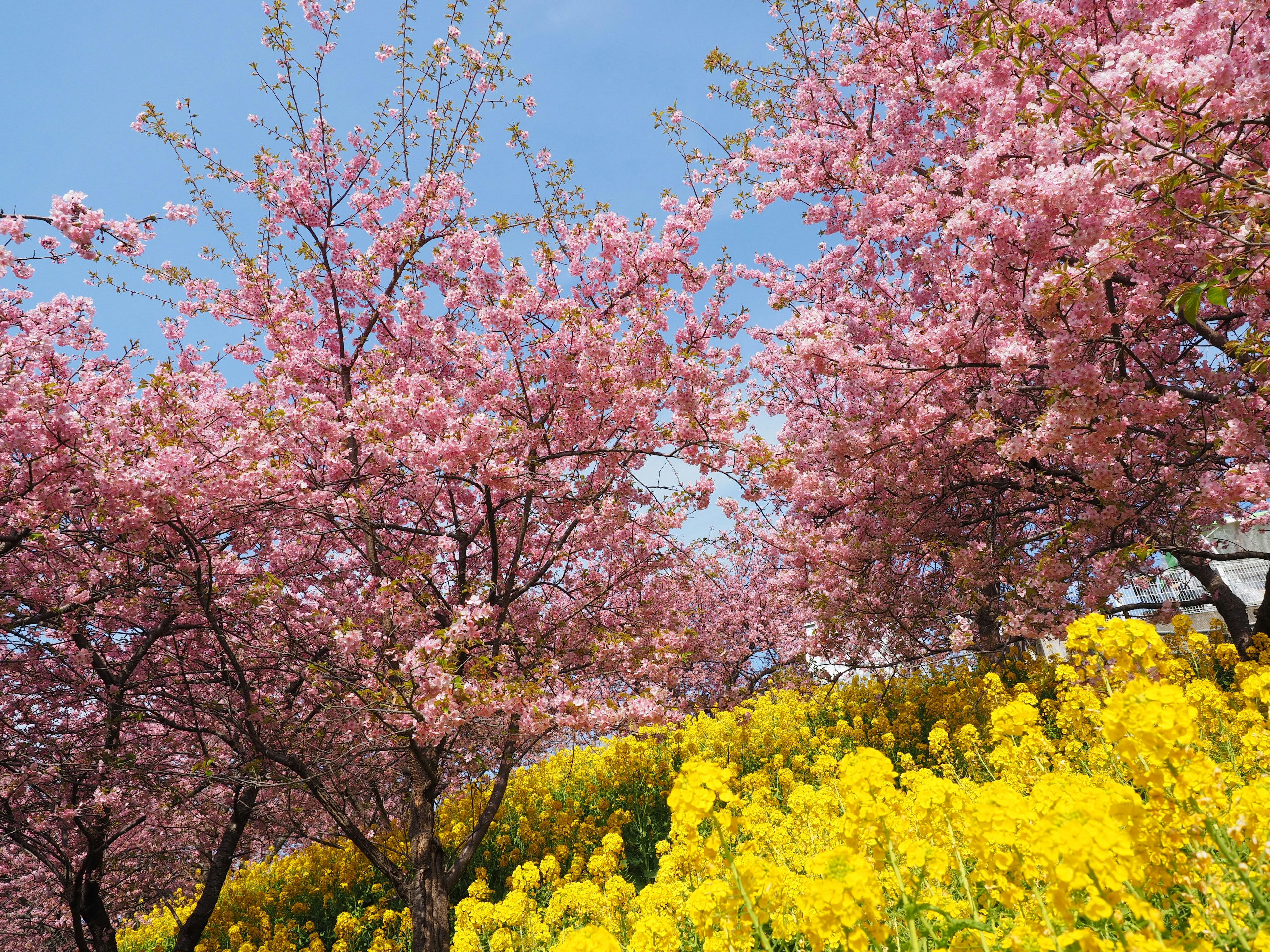 Árboles de cerezo junto a un campo de flores de colza amarillas