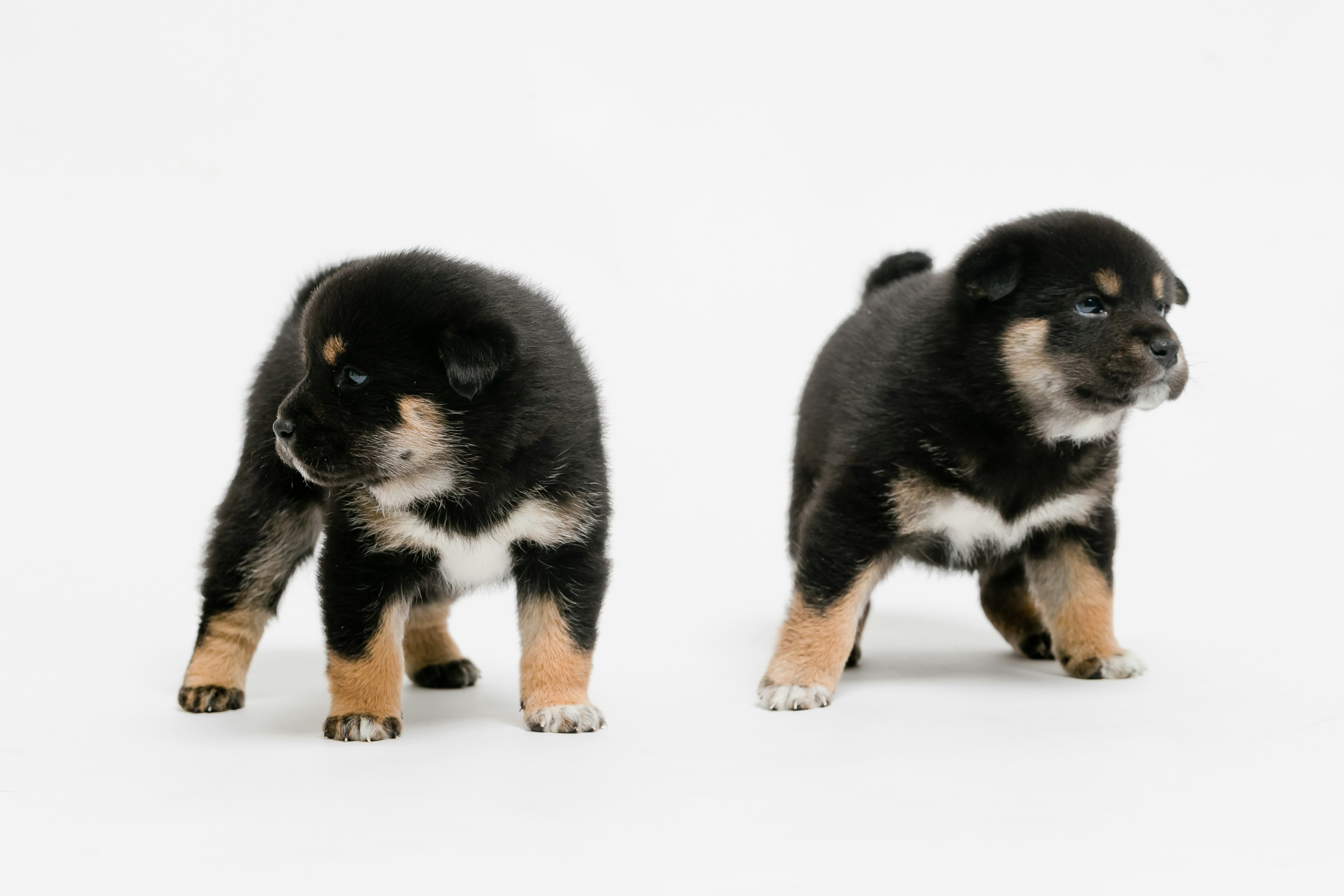 Dua anak anjing Shiba Inu hitam berdiri di depan latar belakang putih