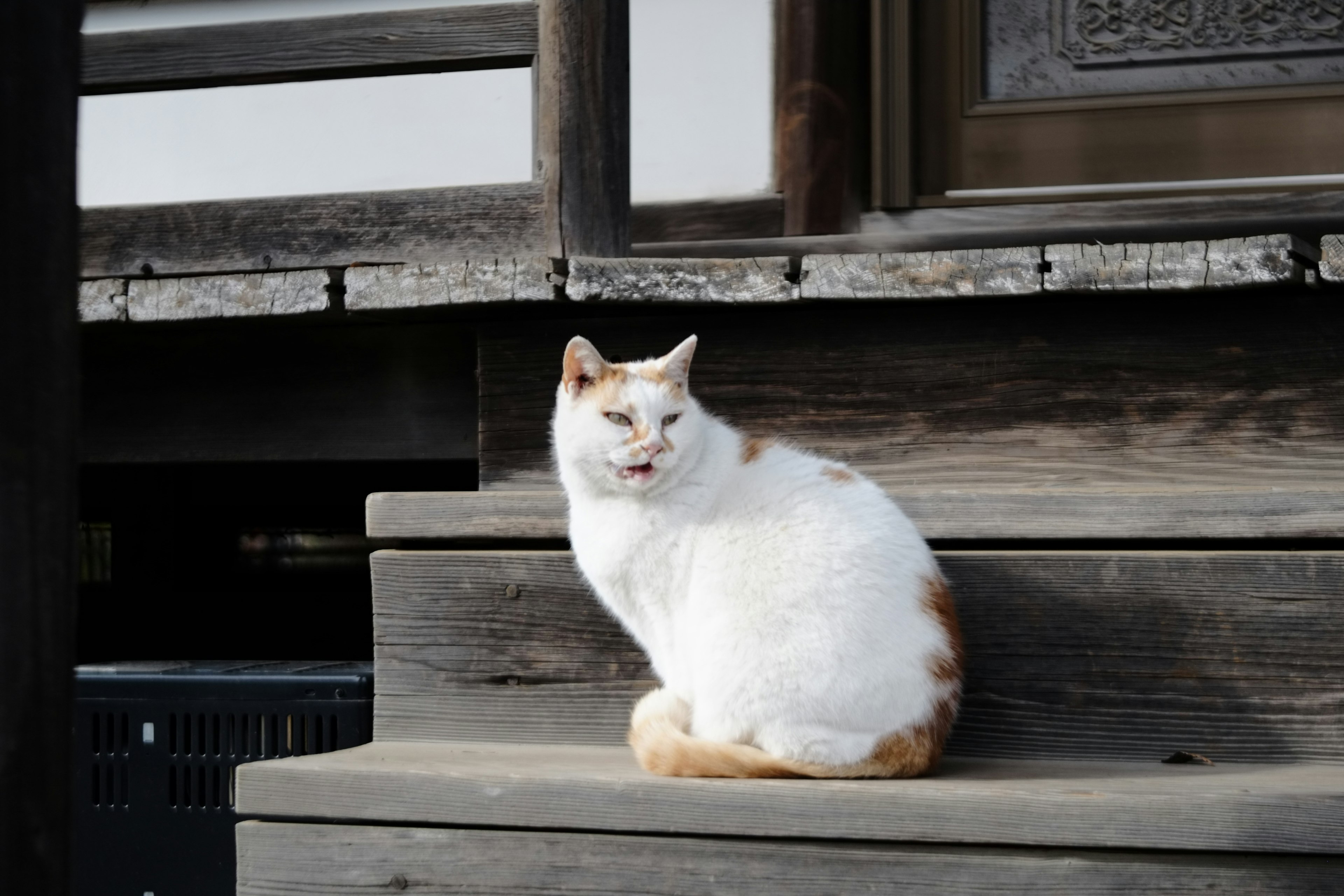 白と茶色の猫が木の階段に座っている