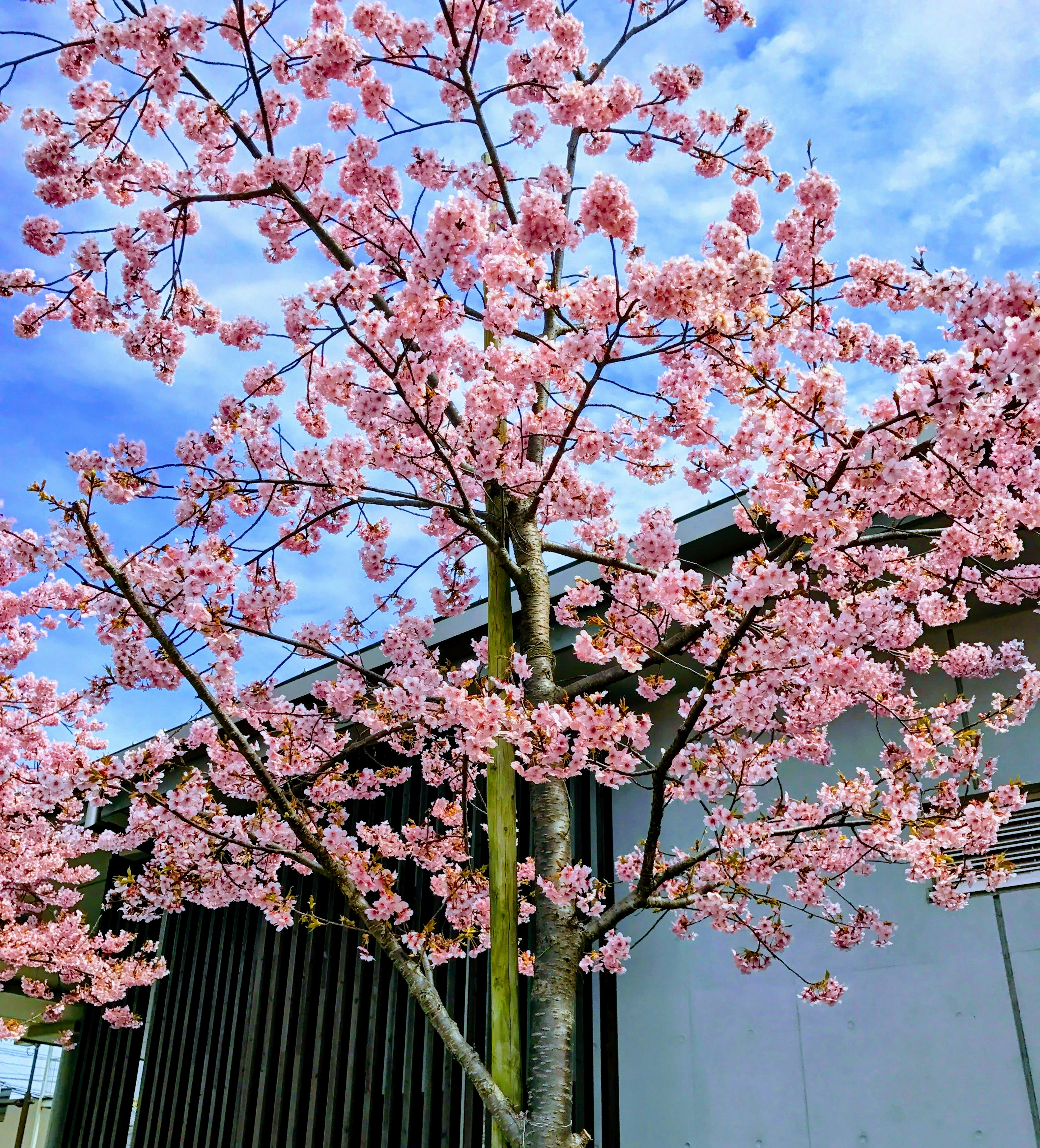 桜の花が咲く木と青い空