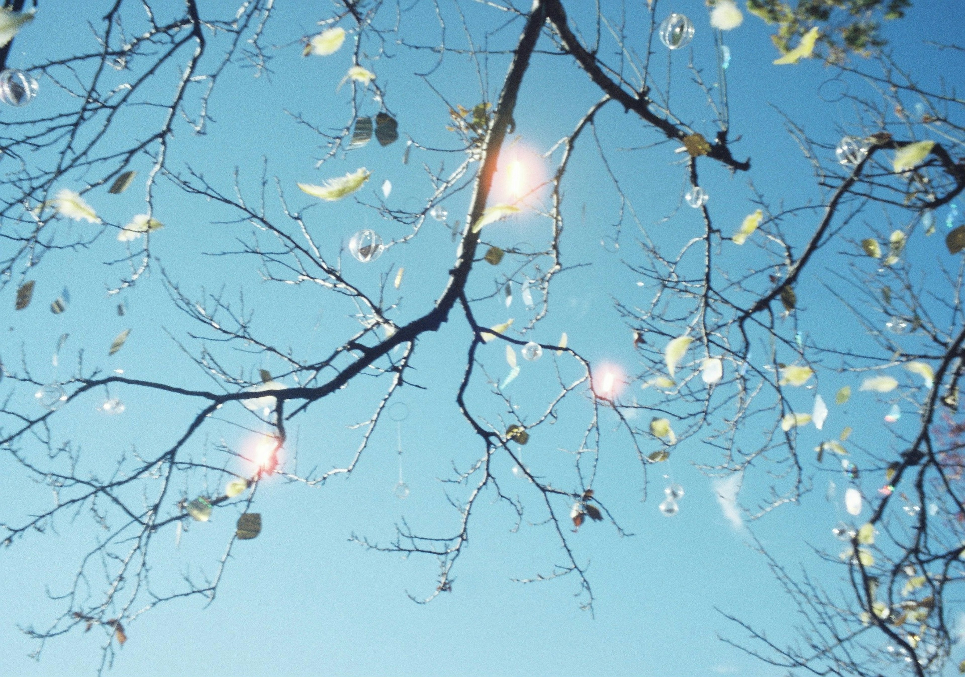 Thin branches with glowing leaves against a blue sky