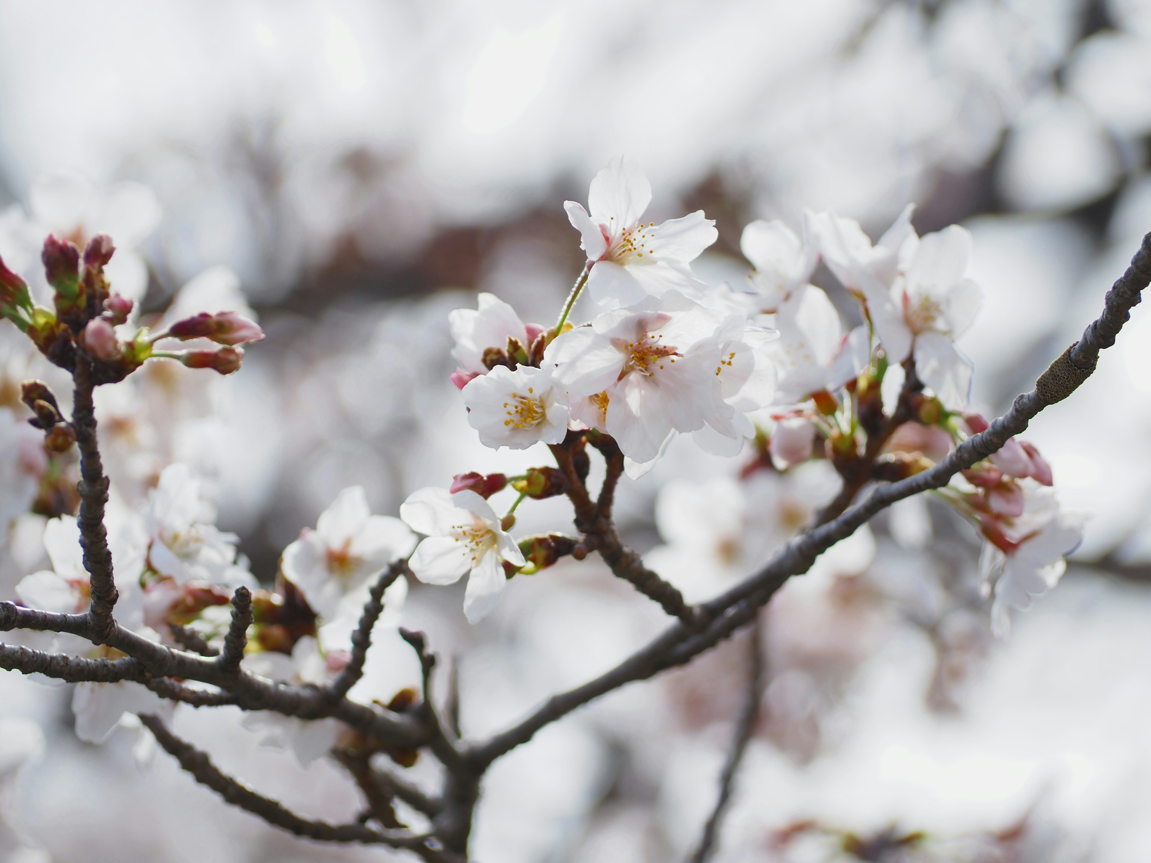 Kedekatan bunga sakura di cabang