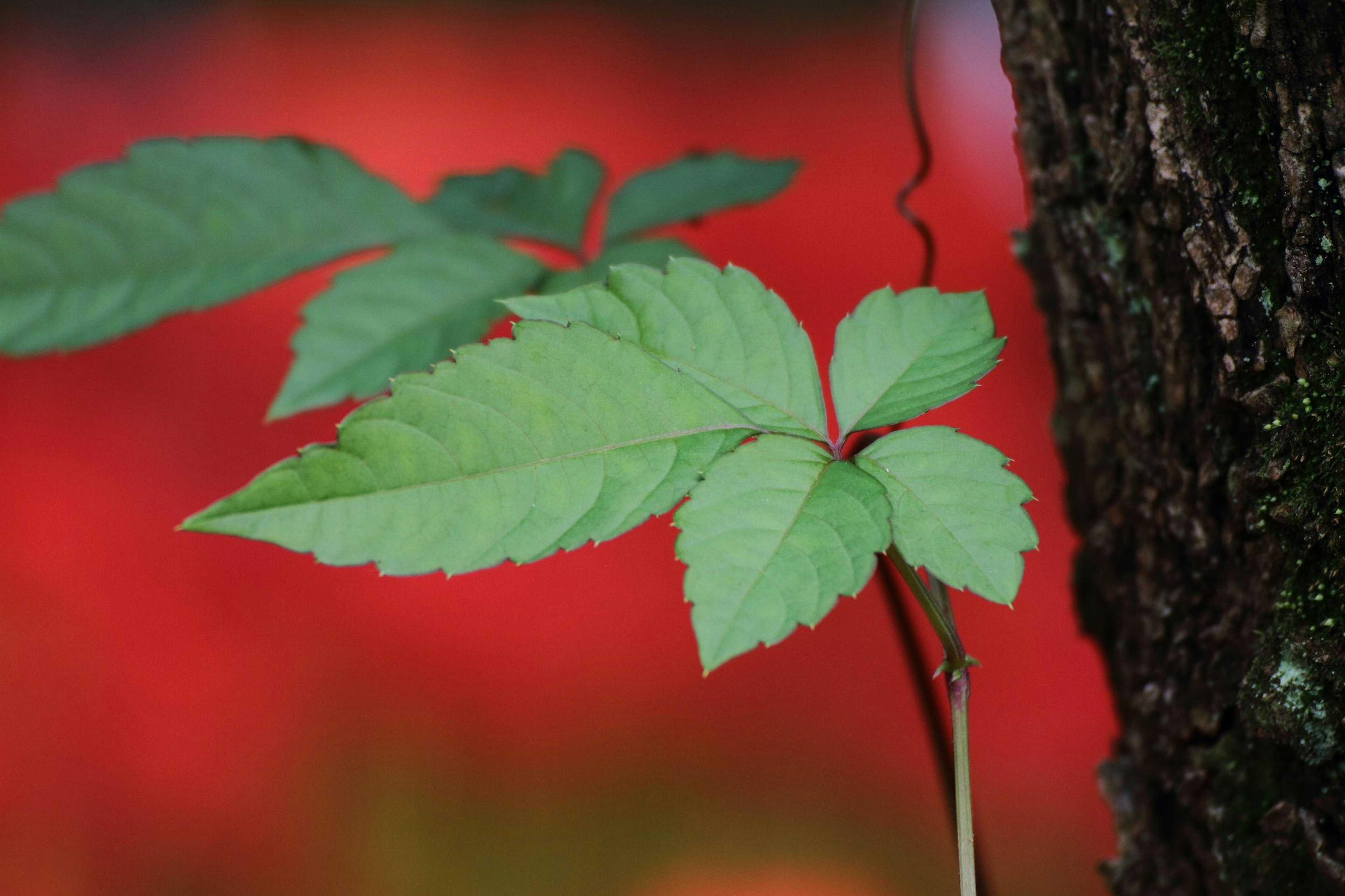 Acercamiento de hojas verdes contra un fondo rojo