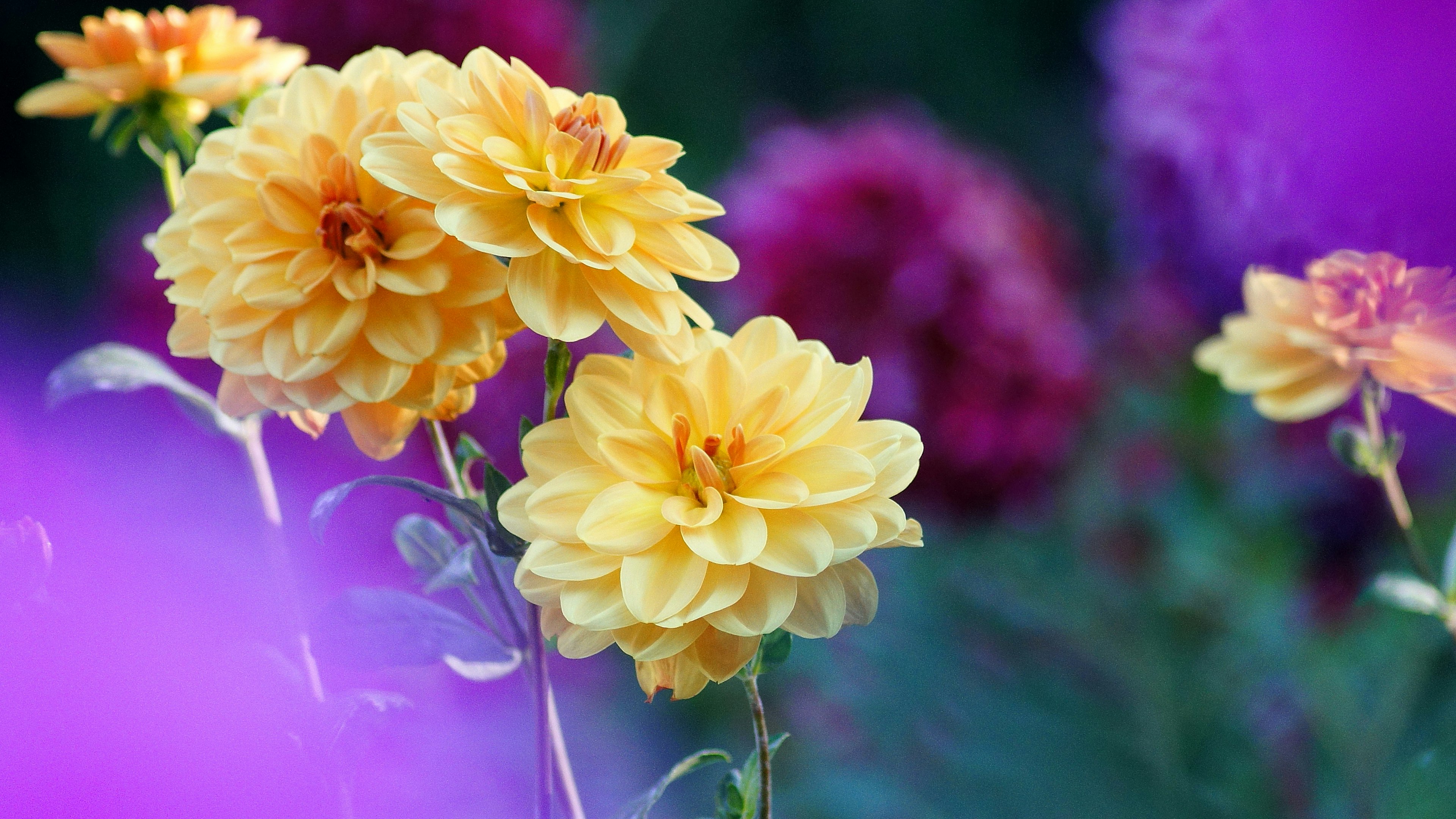 Vibrant yellow dahlia flowers stand out against a purple background