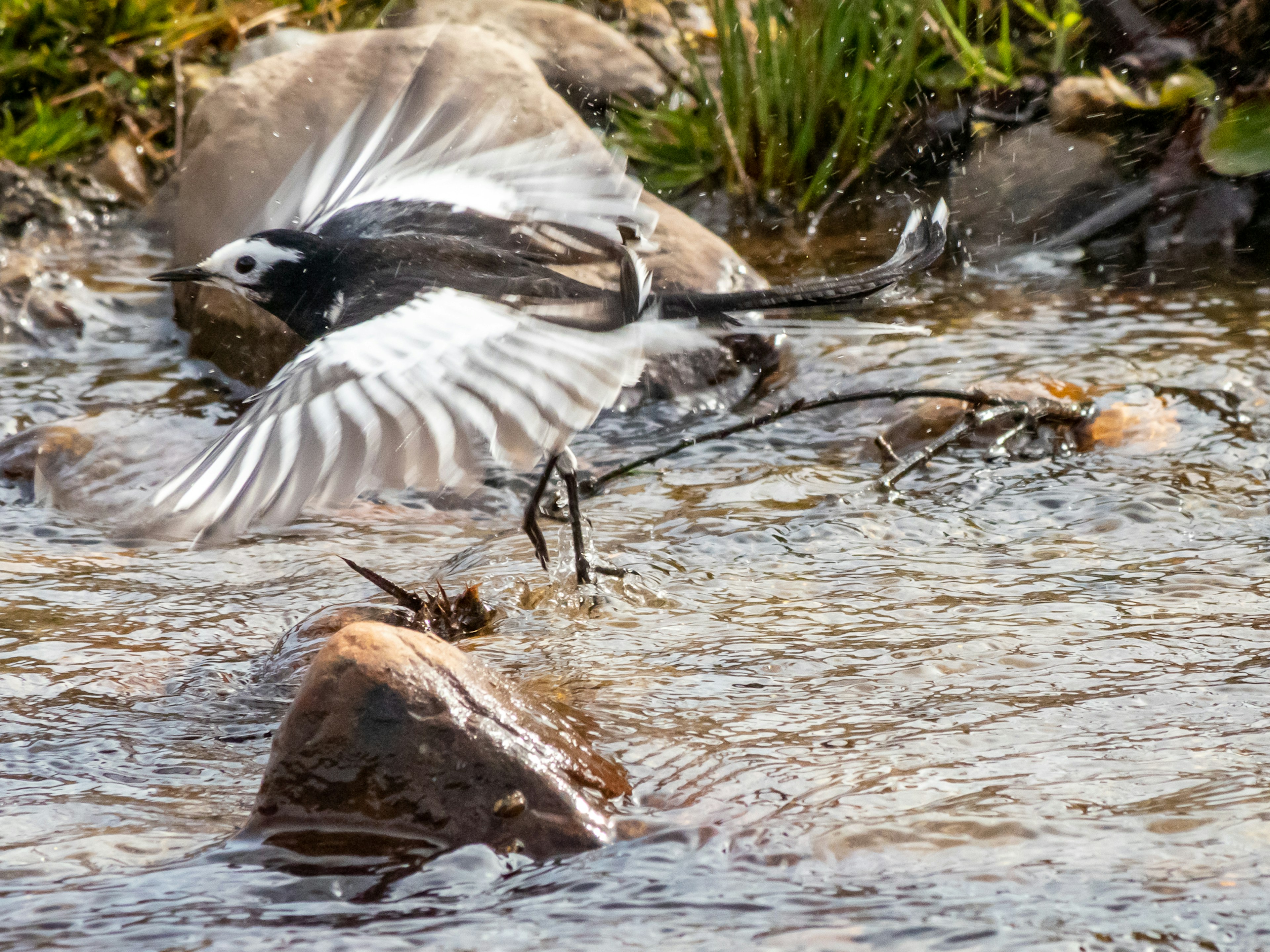 水辺で飛び跳ねる白黒の鳥の姿